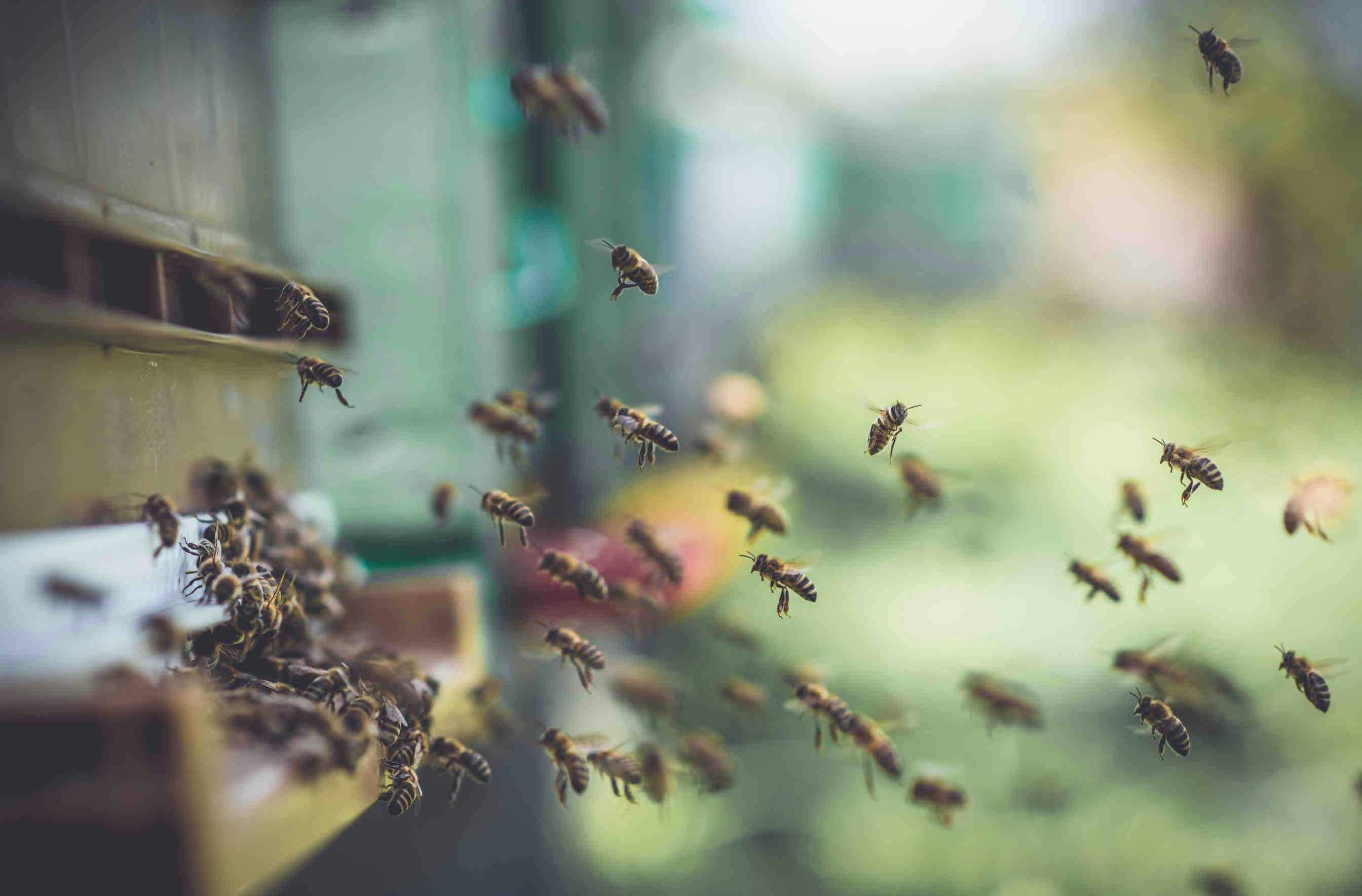 api che entrano nell'arnia