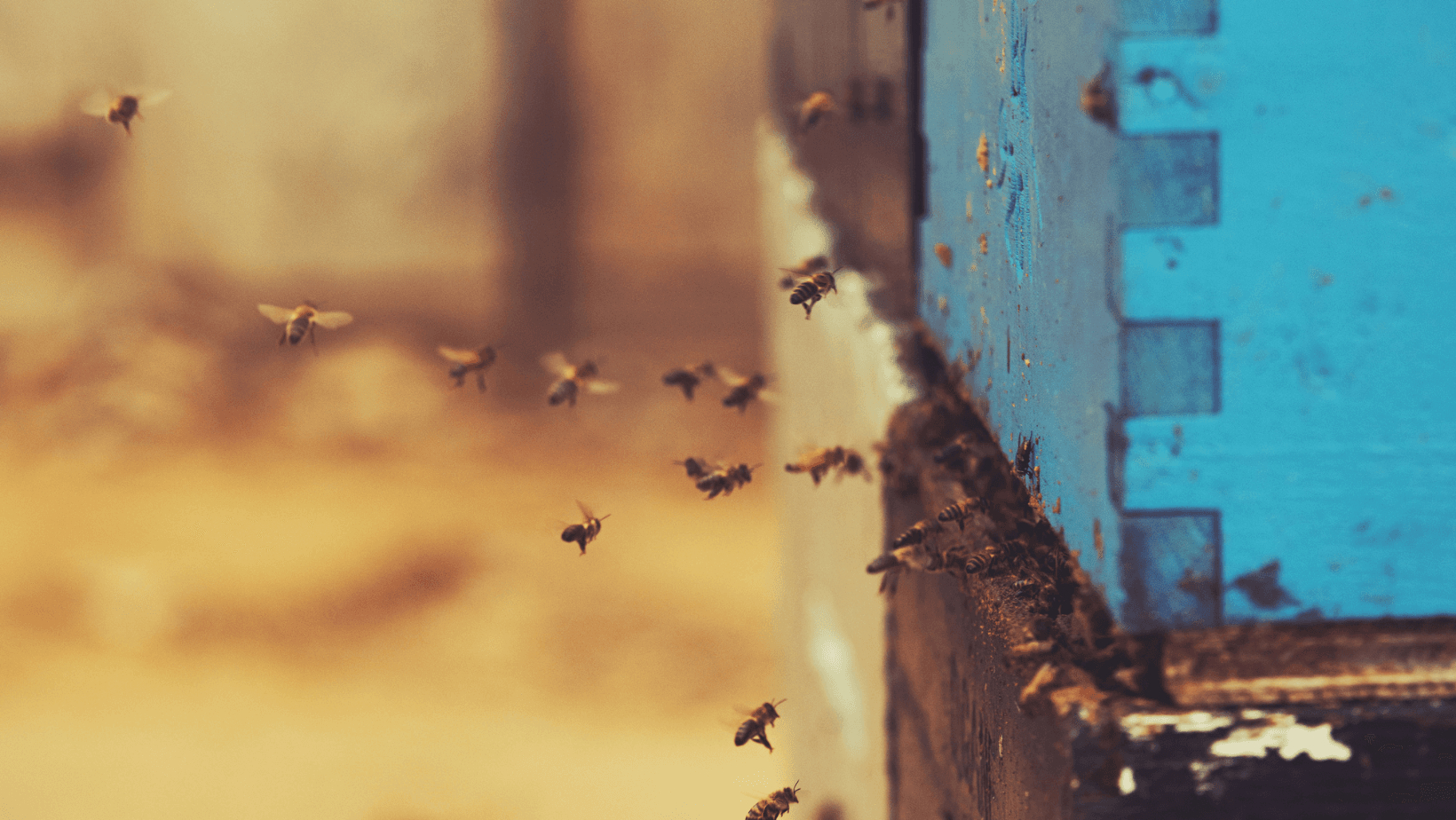 3Bee e il Giardino di Arianna: collaborazione sostenibile