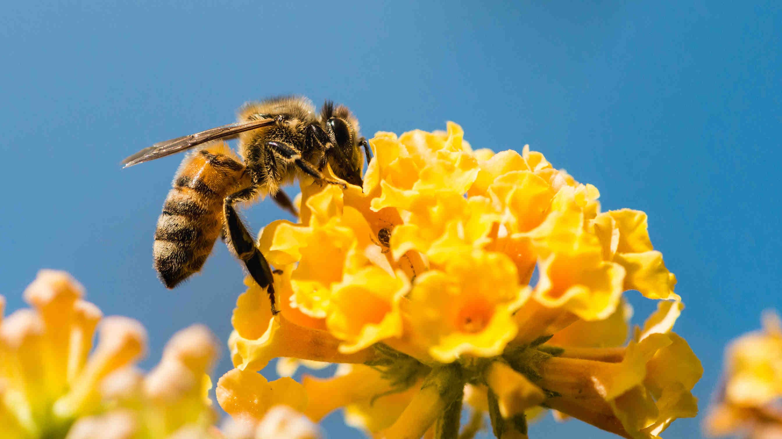 Bienenkönigin und Wächterbienen