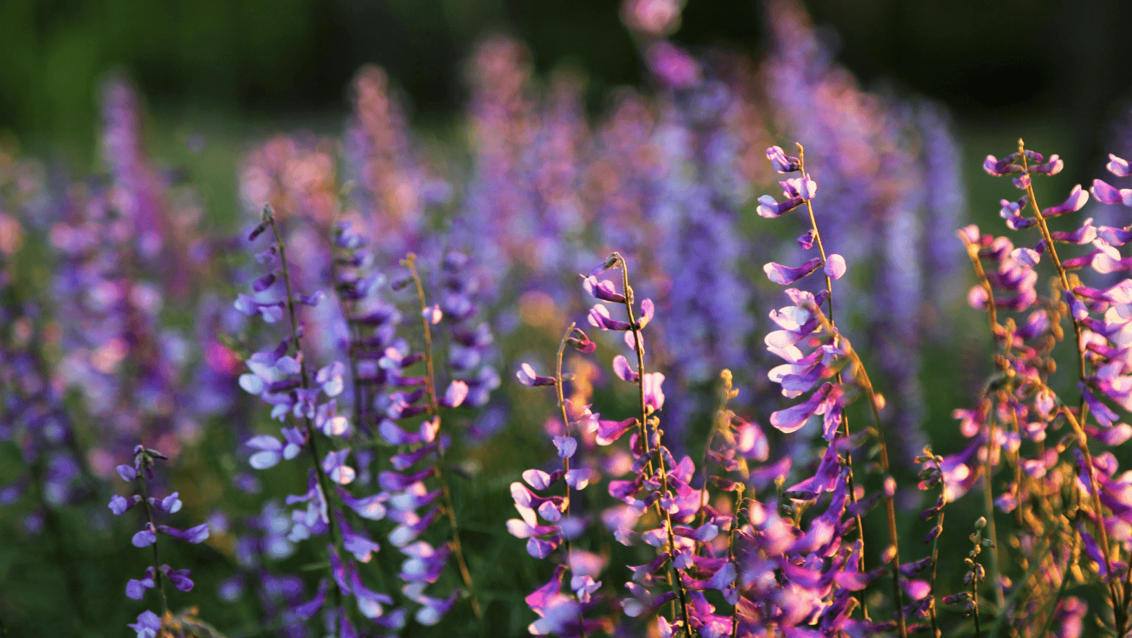 3Bee E Il Giardino Di Arianna: Eco-Bio Con Il Miele