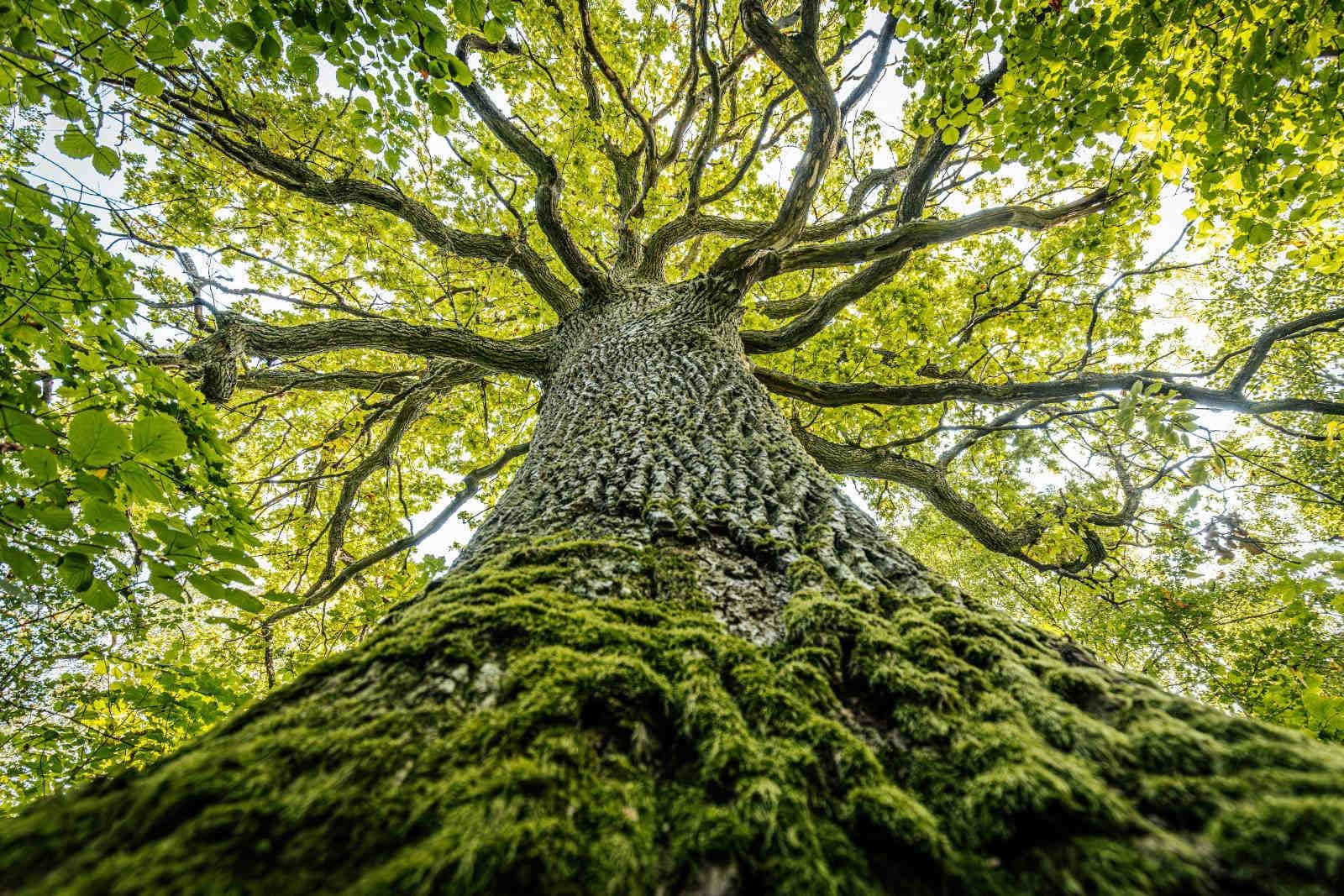 Come integrare le soluzioni nature-based nella VIA