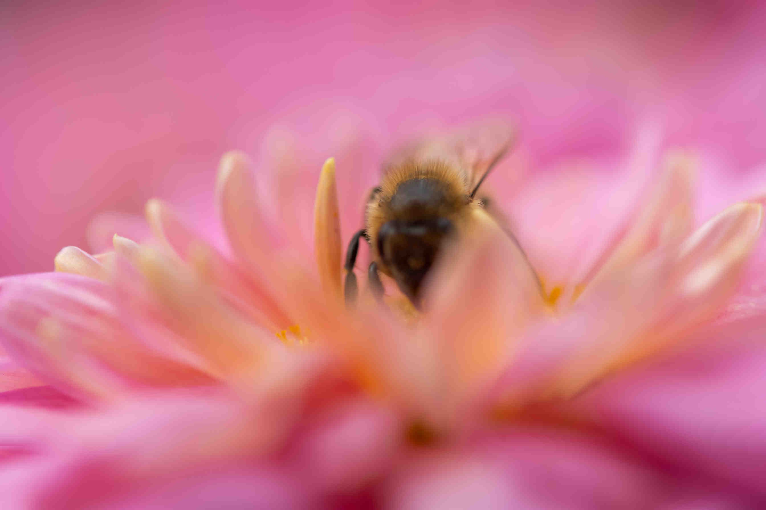 Intesi Group e 3Bee: stupire con la sostenibilità