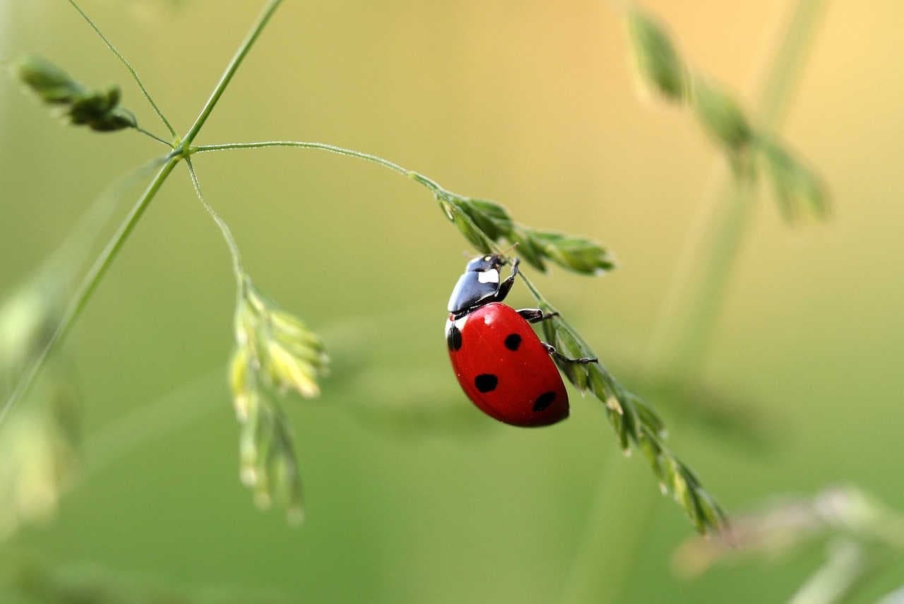 coccinelle nemici naturali cocciniglie biocontrollo