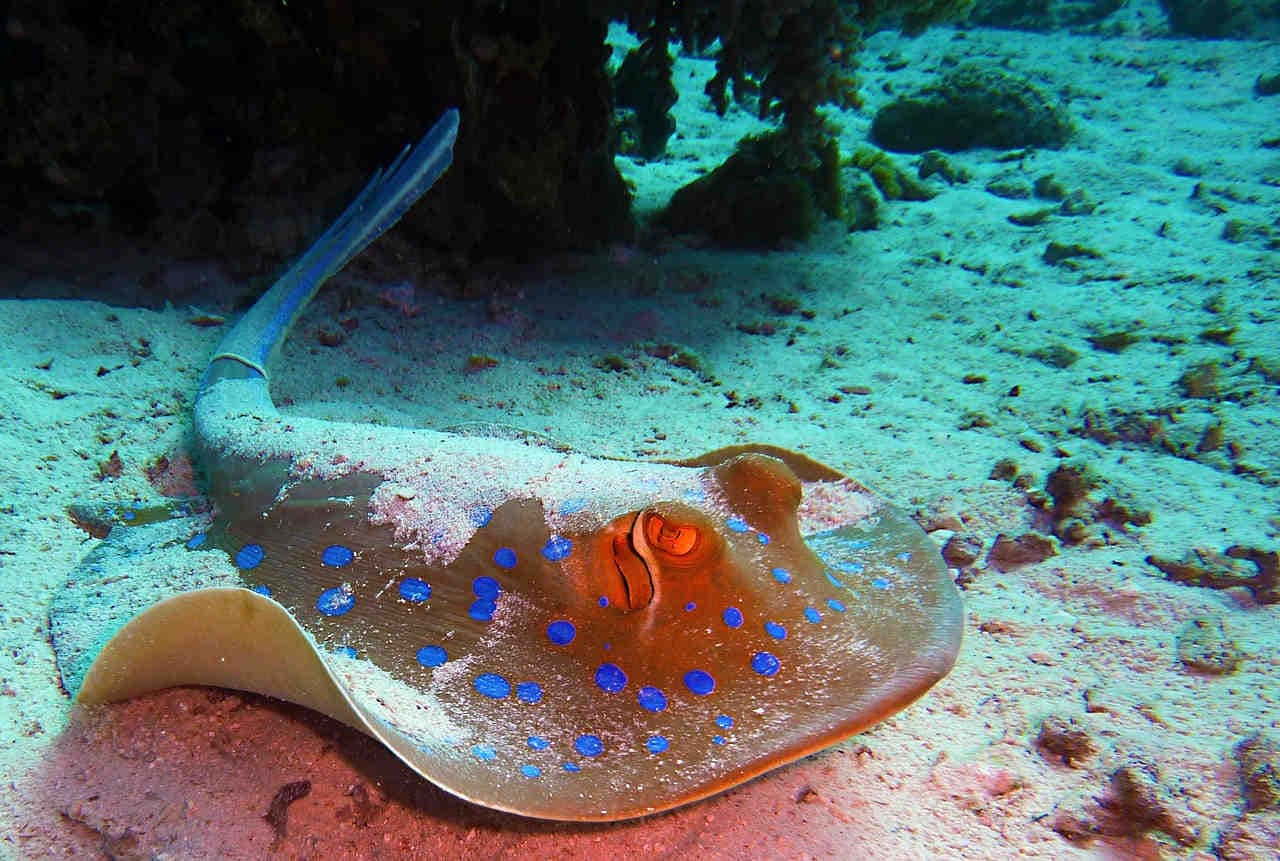 elasmobranchi