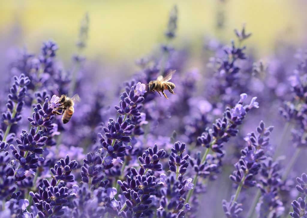 June in the beehive: Here are all the beekeeper's jobs