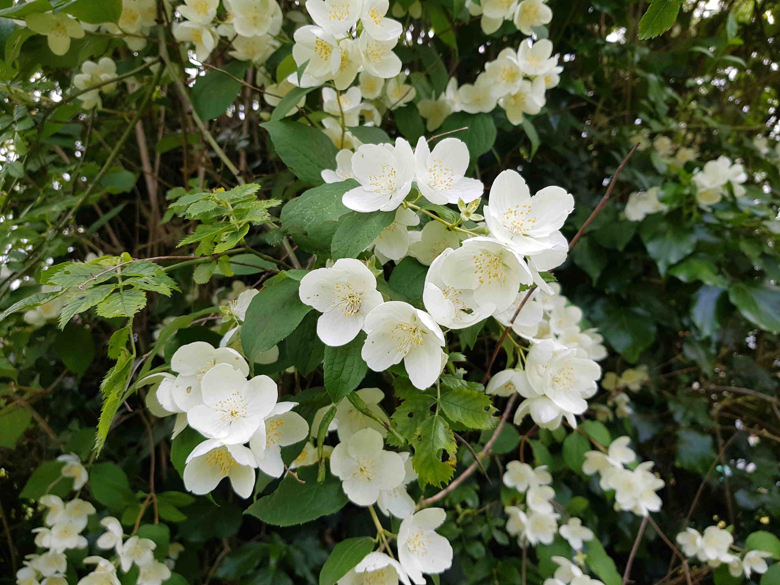 Jasminum officinale
