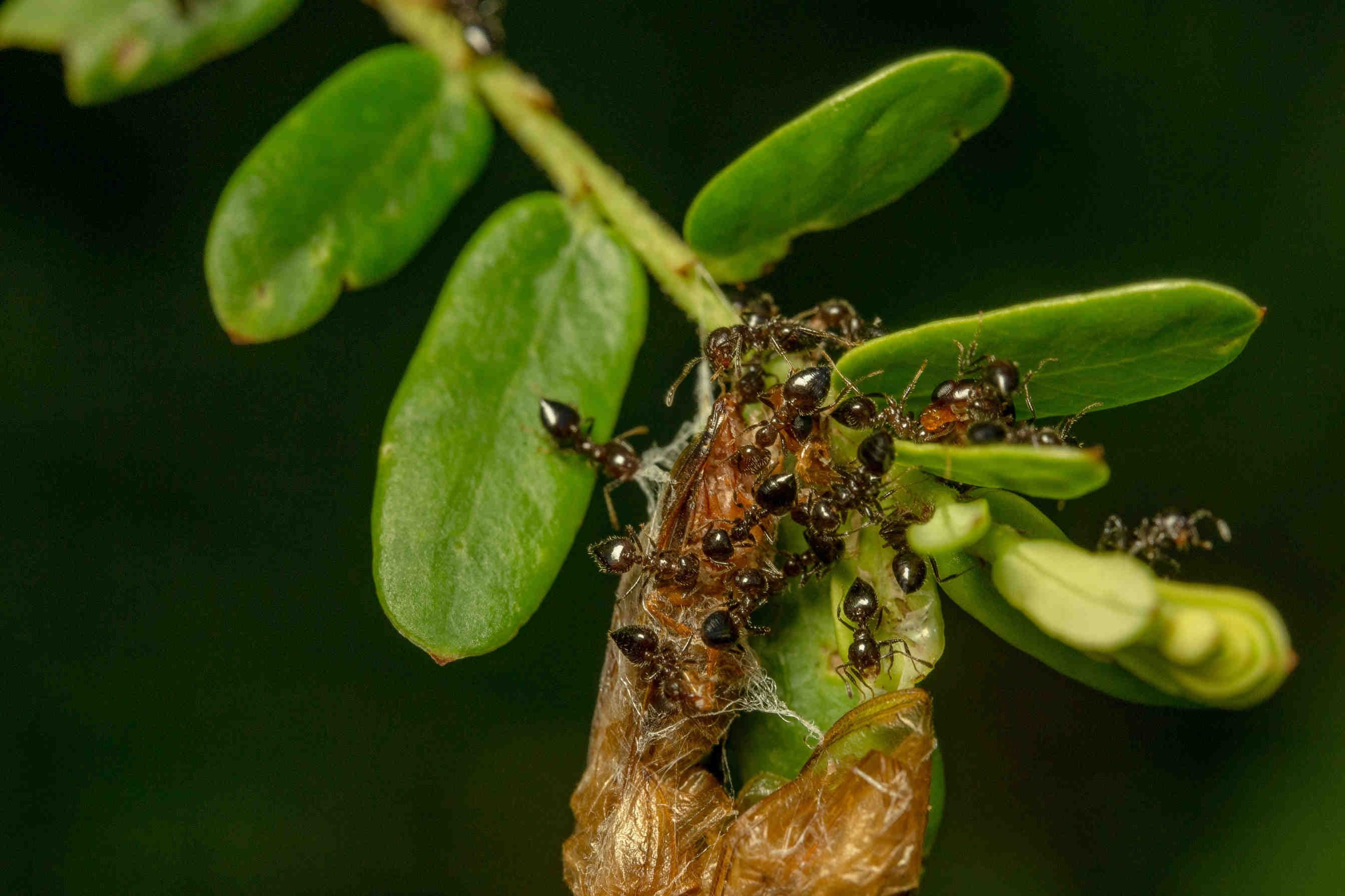 3bee-blog-dieta-habitat-e-particolarita-del-monotremata