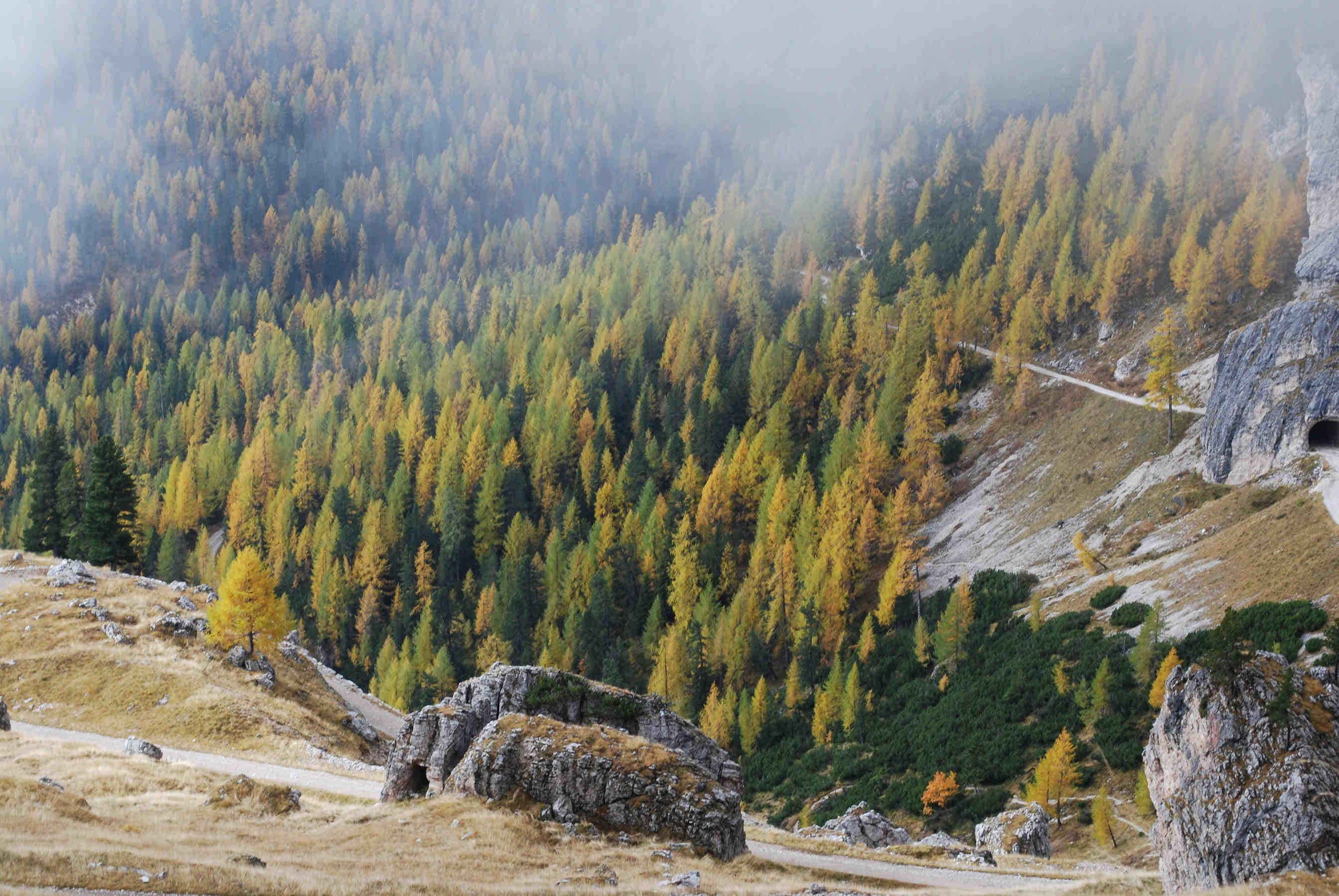 cortina larici