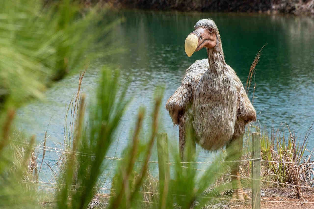 dodo specie estinta