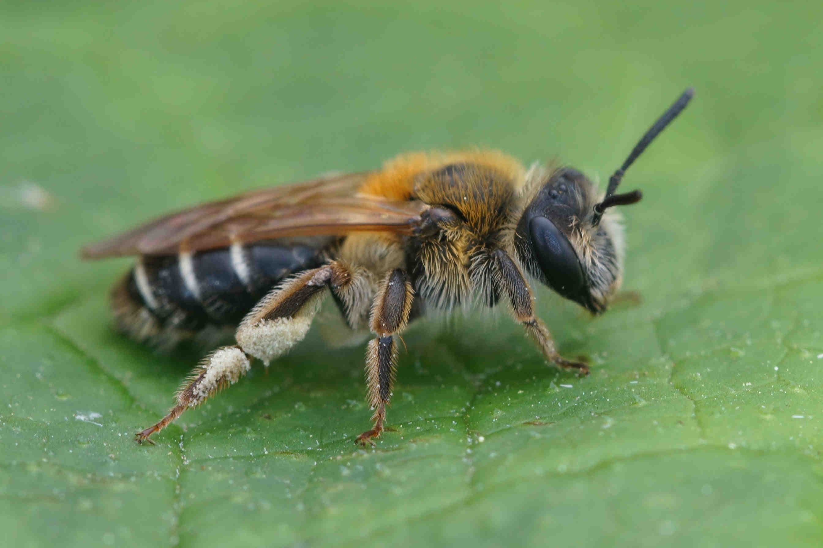 Do We Really Need to Save the Bees?