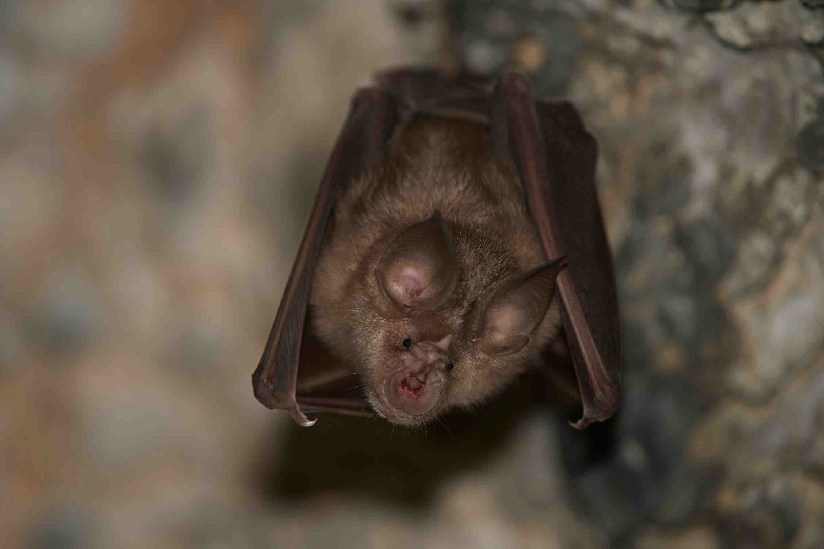 pipistrello