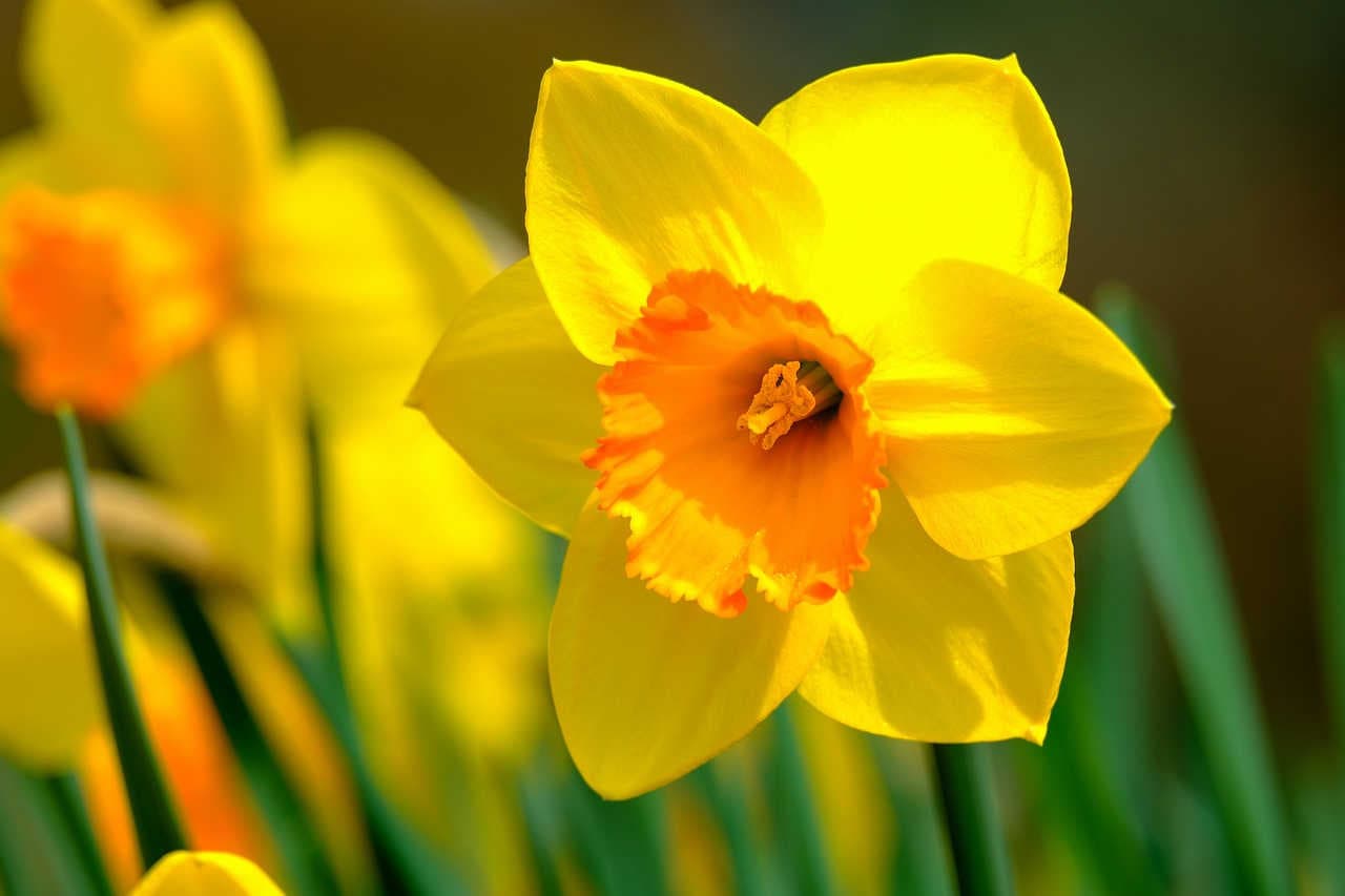 Il narciso: un fiore tra natura, storia e simbolismo