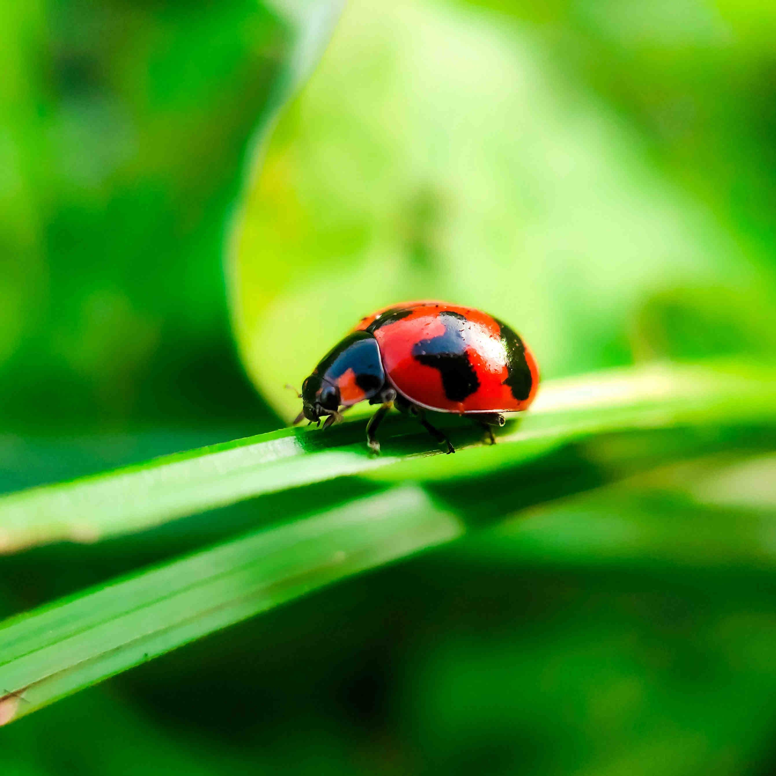 coccinelle oasi