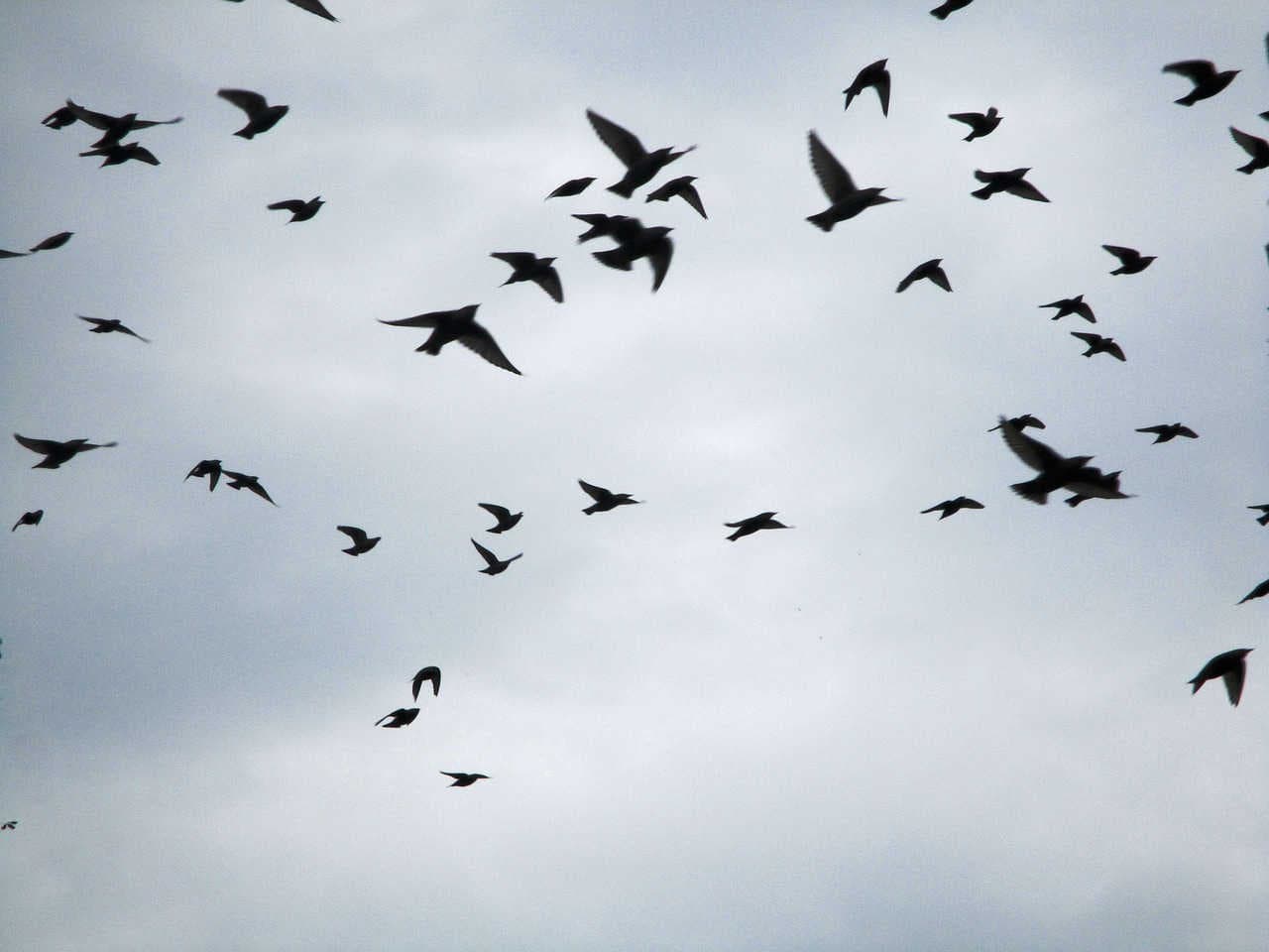 Birds flocks