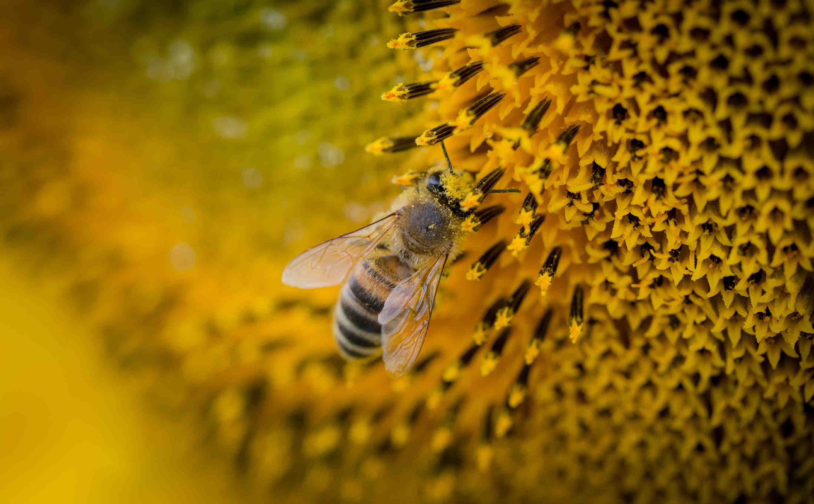 POURQUOI AIDER LES ABEILLES ?