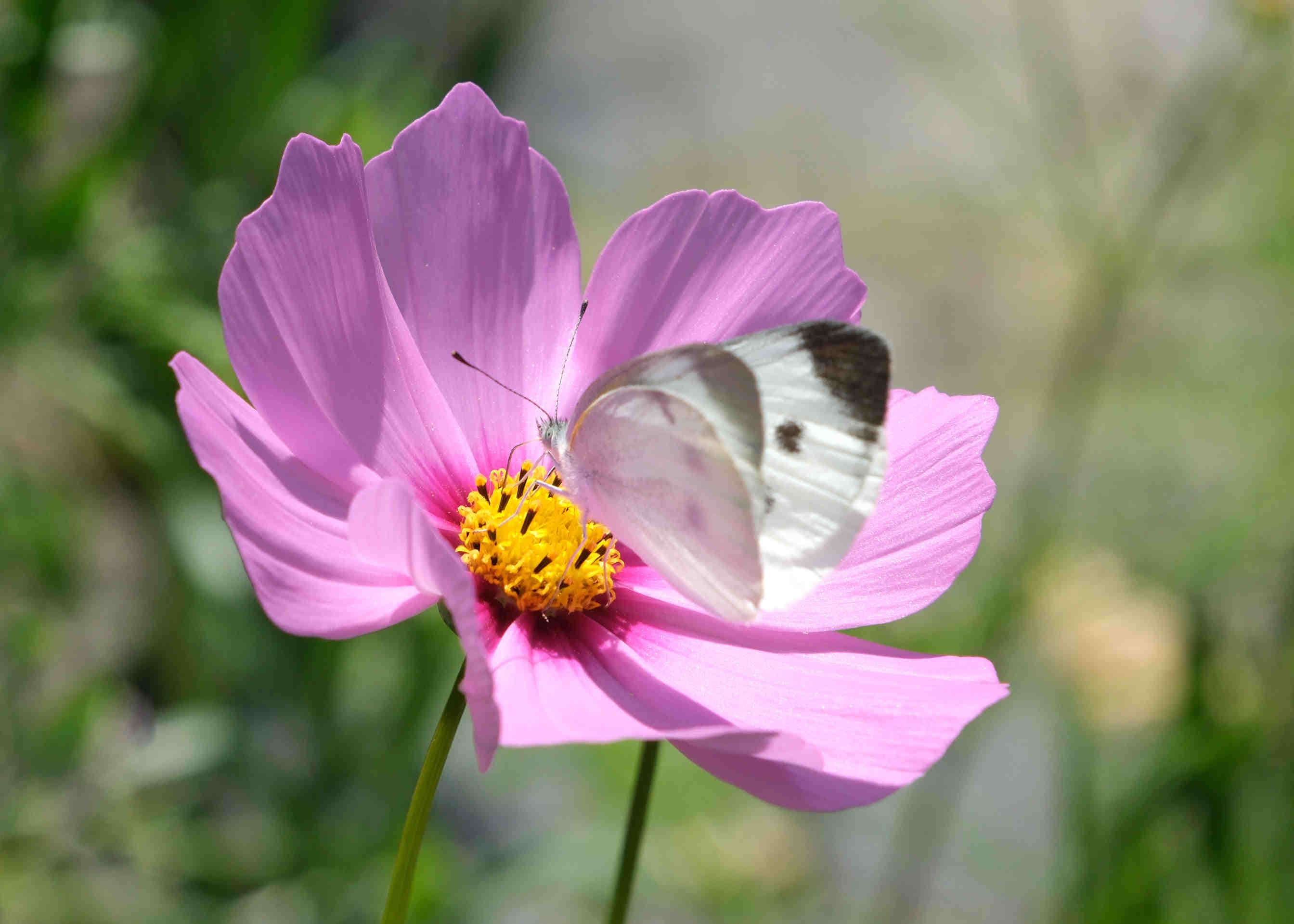 farfalla fiore