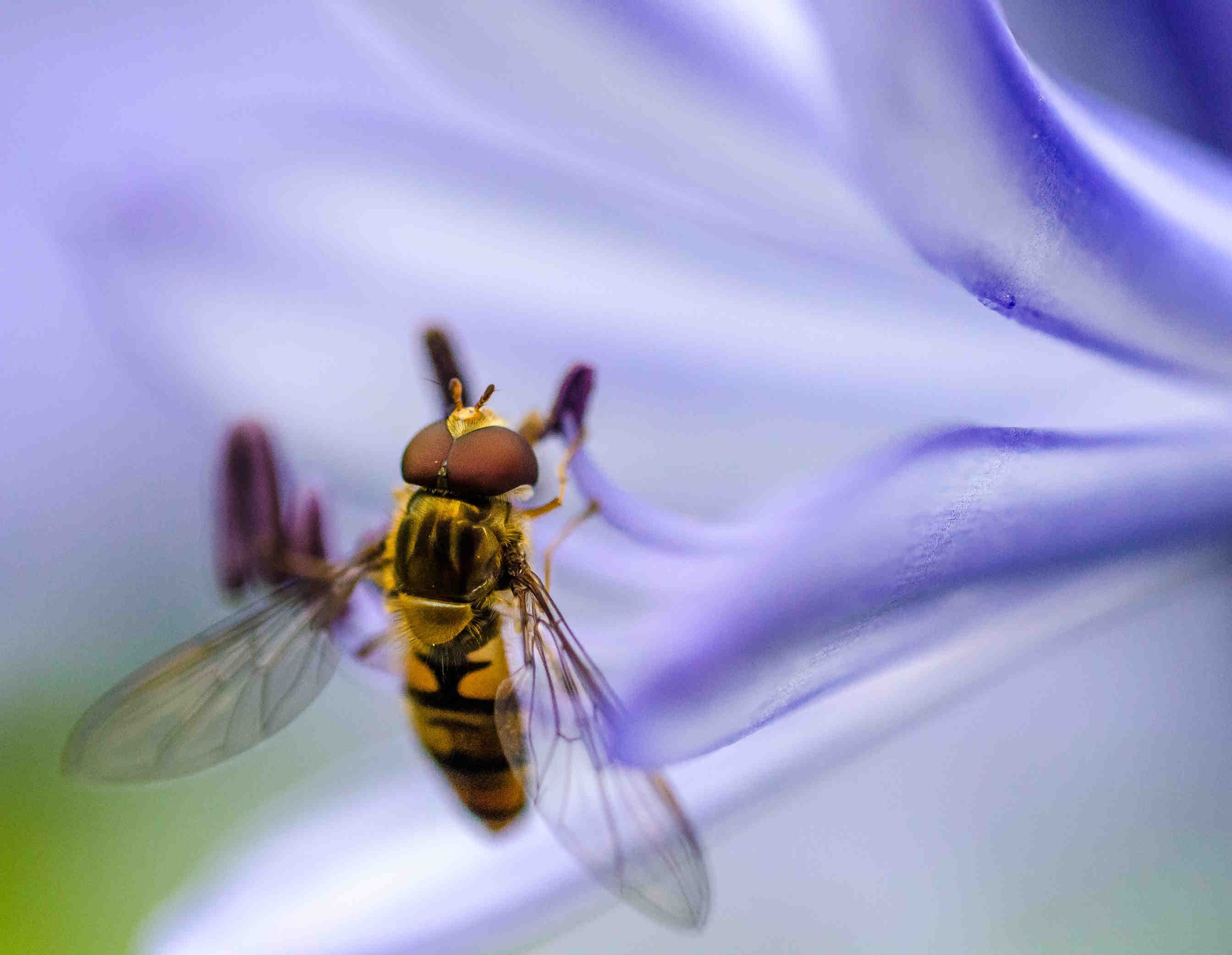 sirfide impollinatore