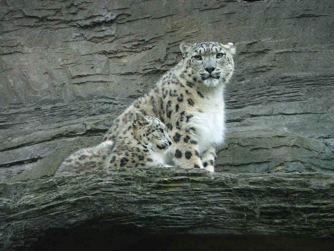 leopardo delle nevi bioindicatore