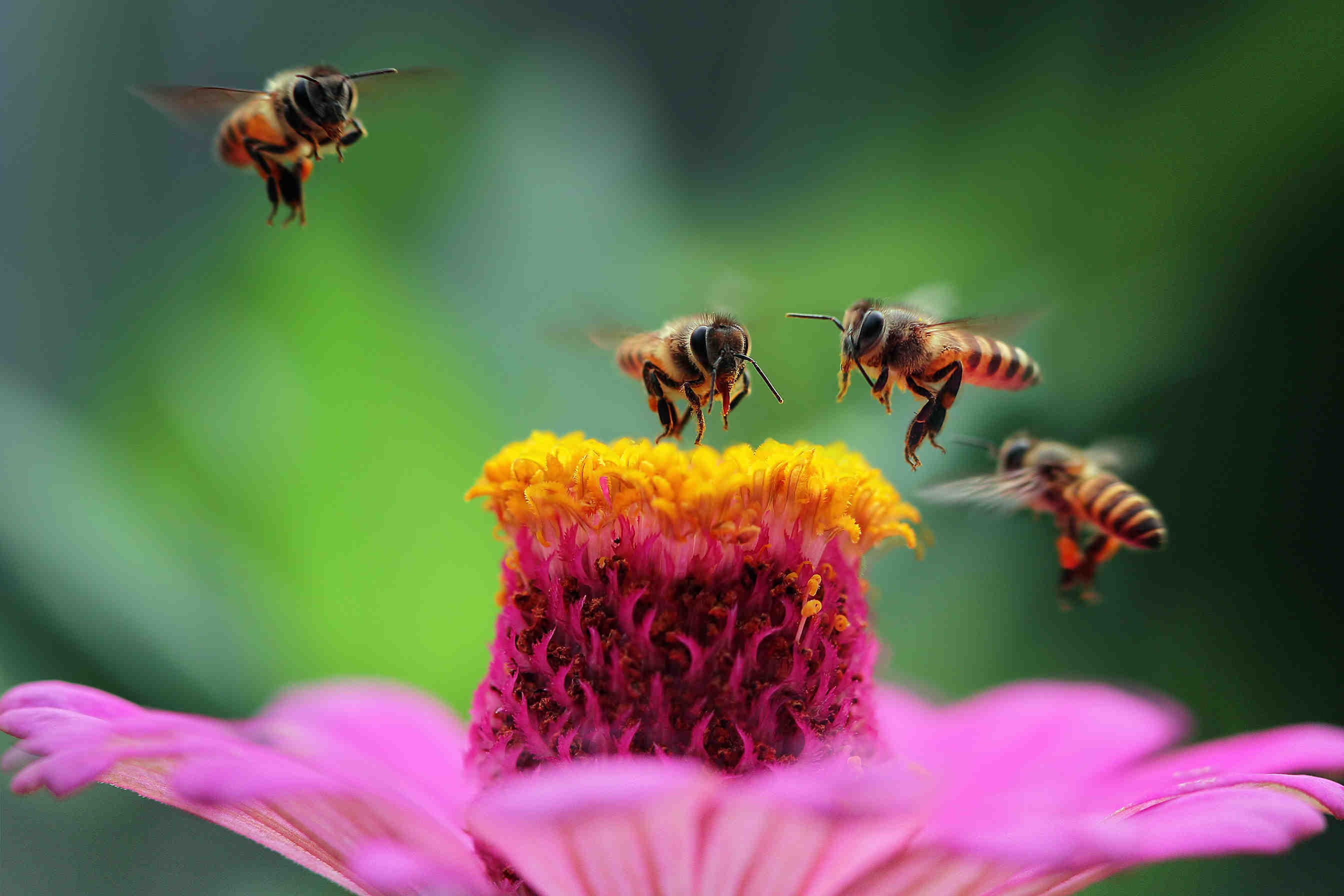 COP27 and bees: where do we stand?