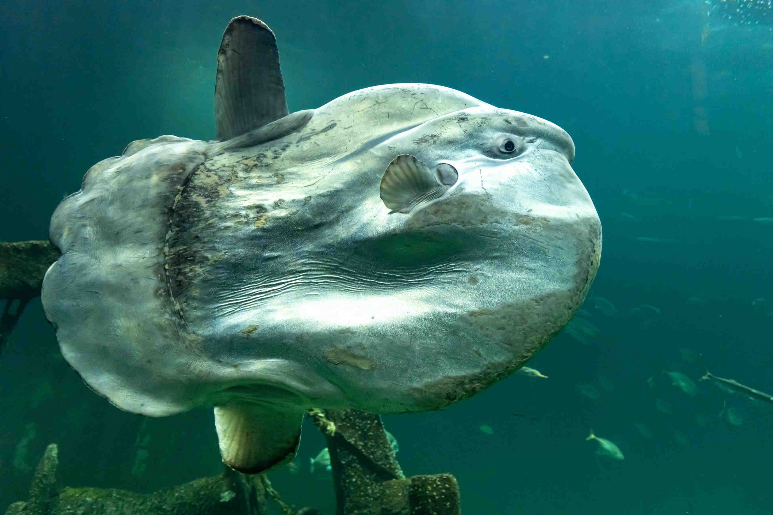pesce luna mola mola