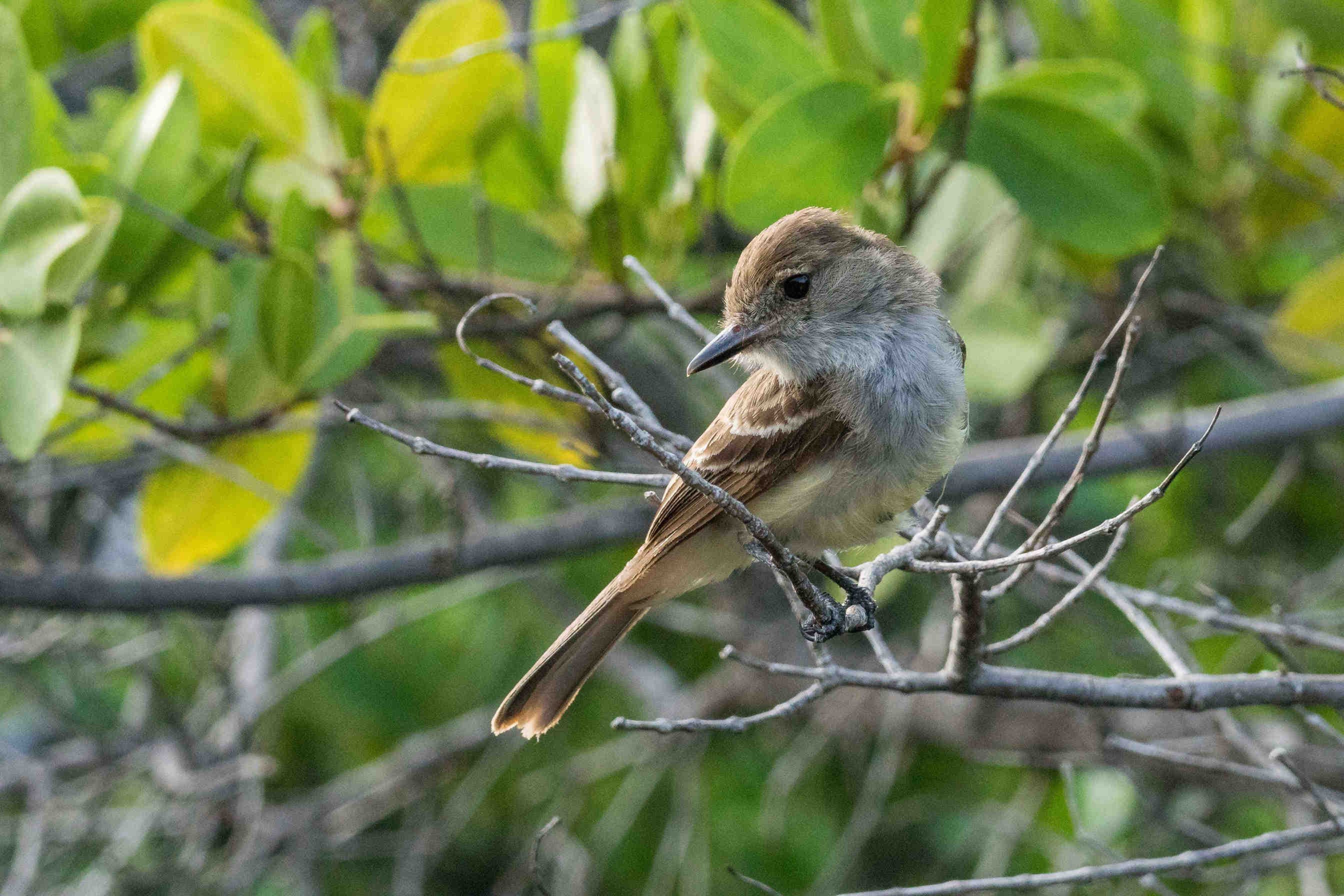 I fringuelli di Darwin tornano a volare a Floreana