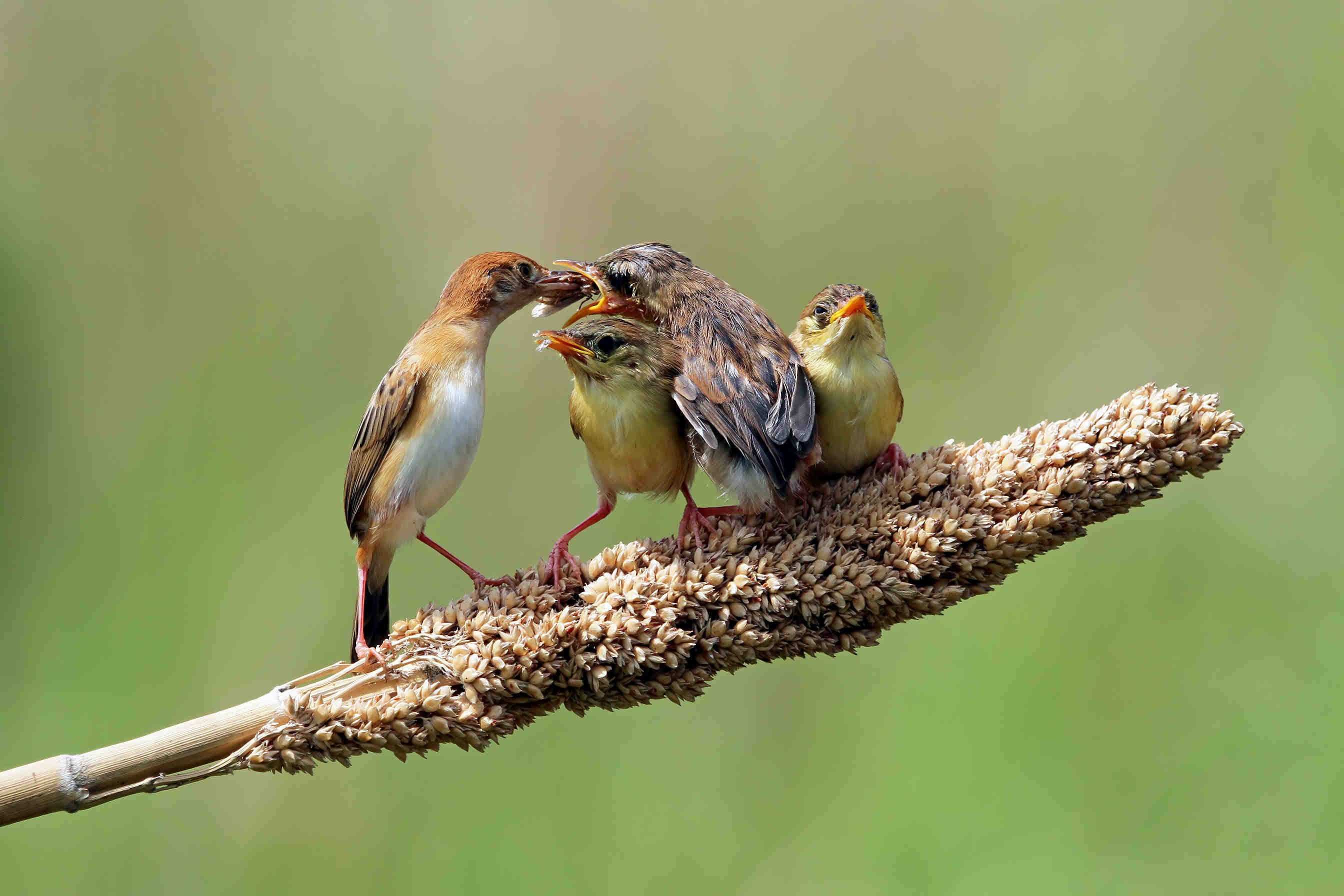 birds