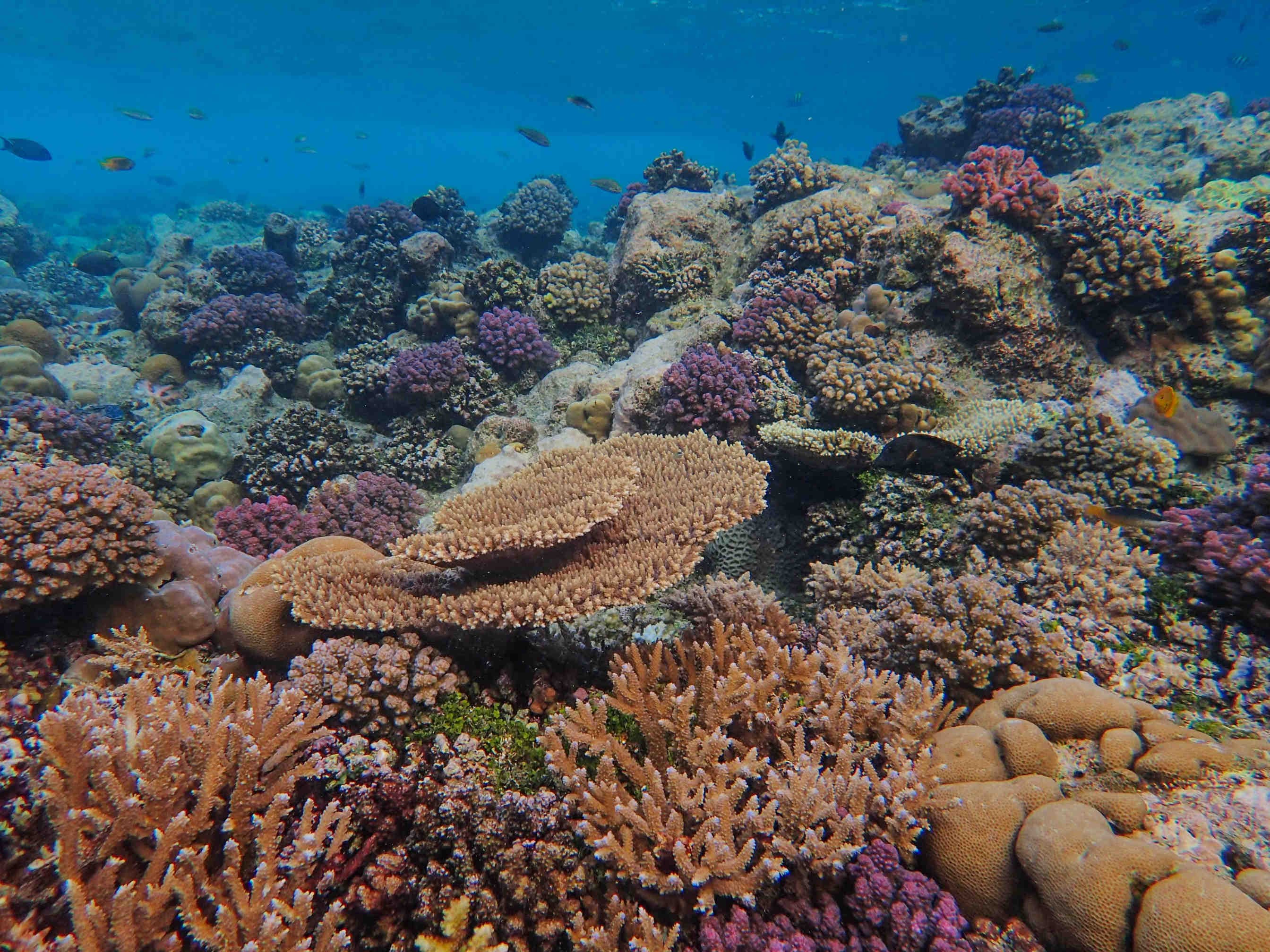 isole salomone ricche di biodiversità marina