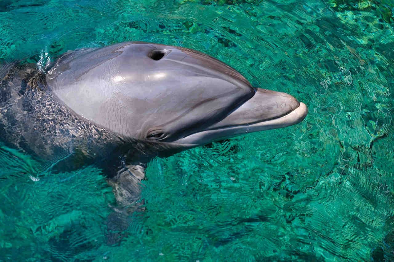 delfino