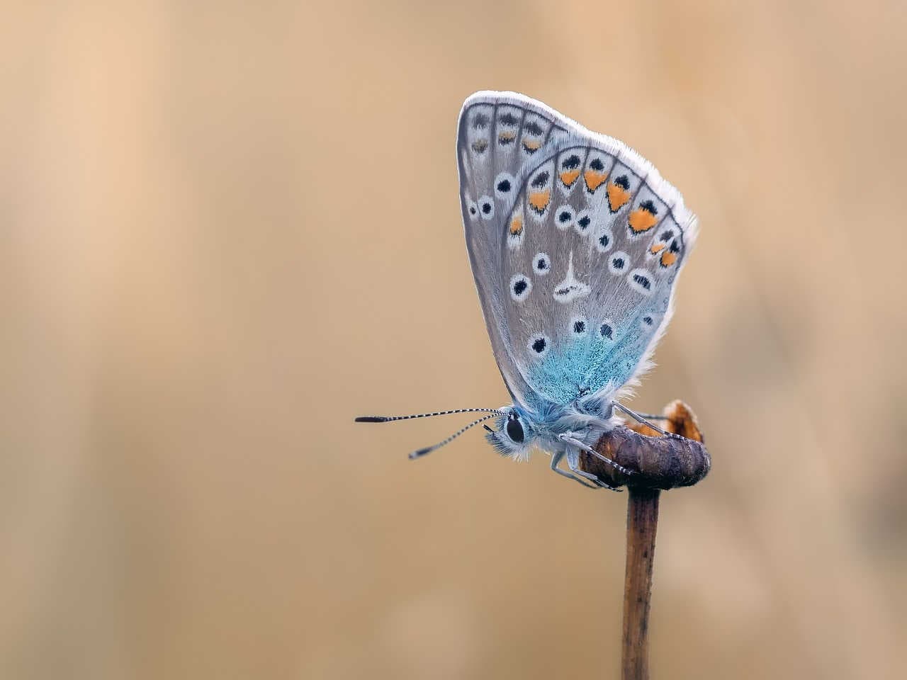Farfalla