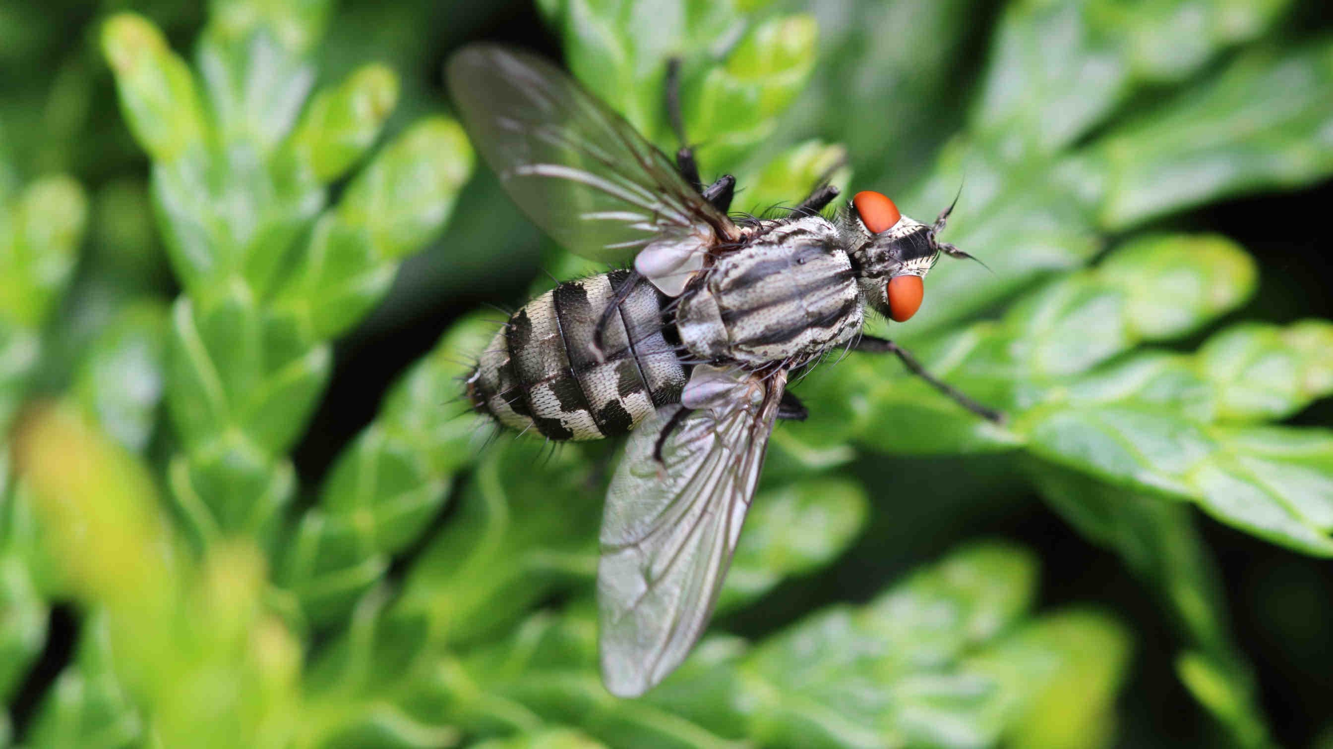 mosca