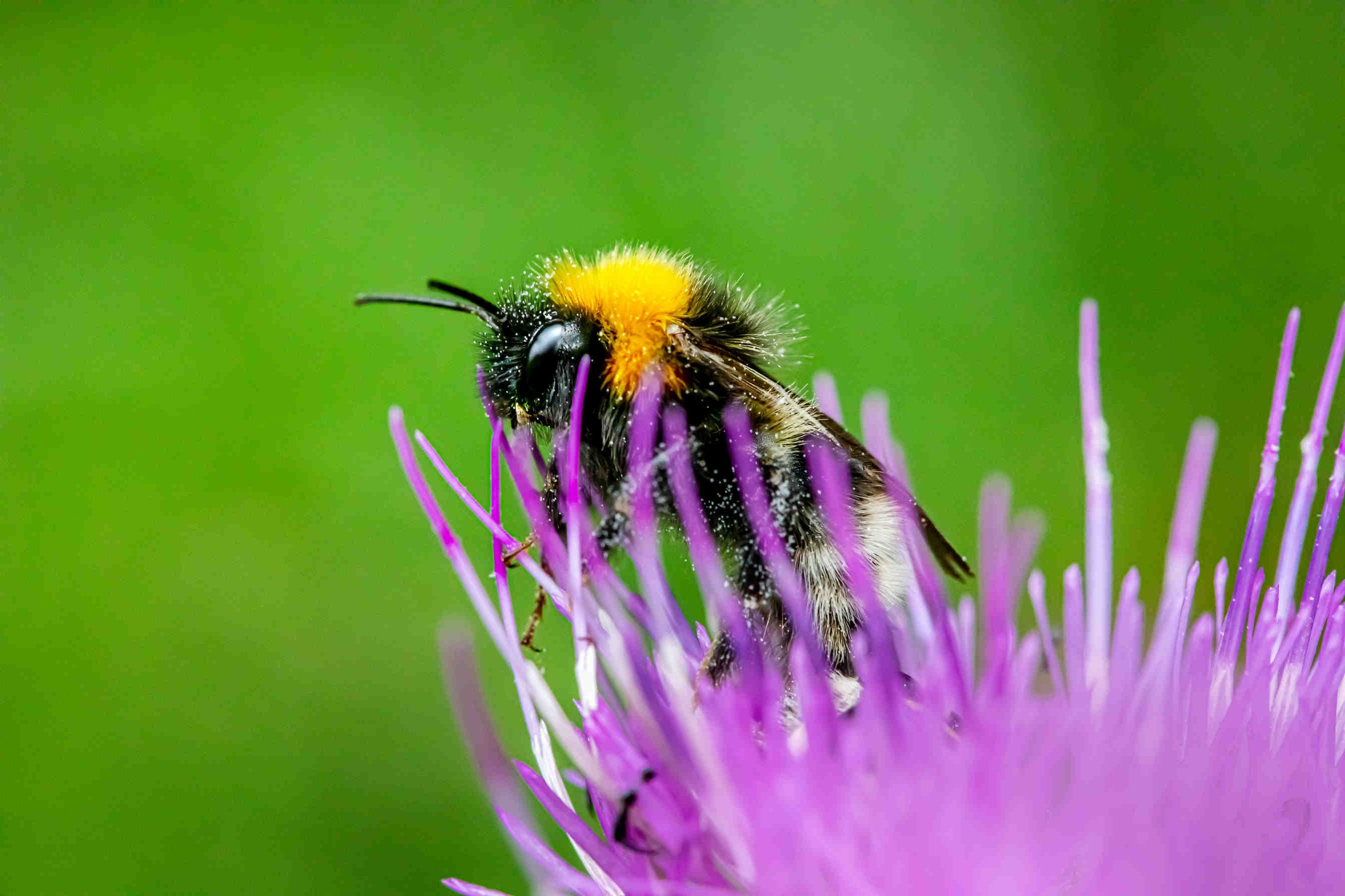 bombo su fiore