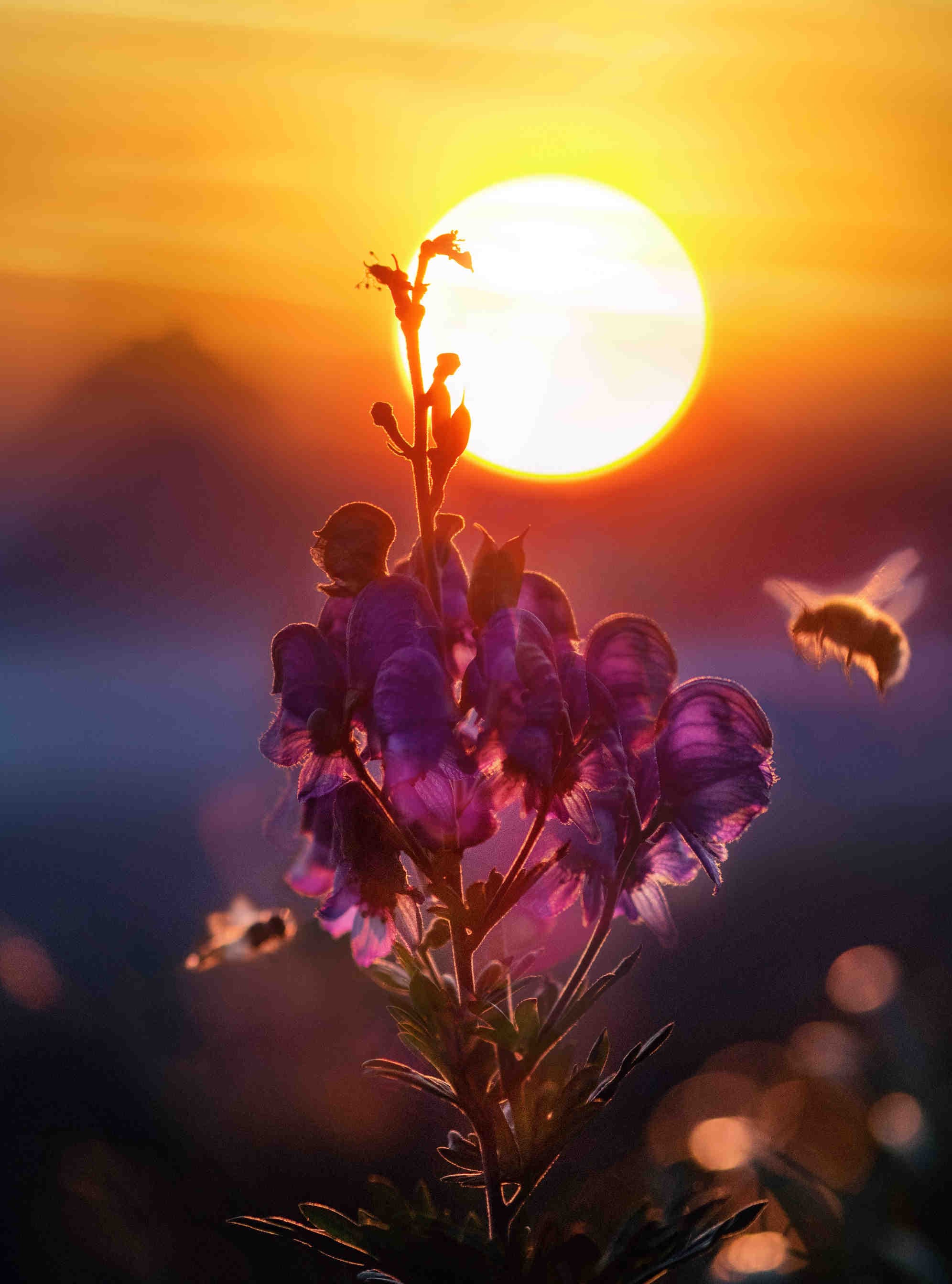 Bee and plastic