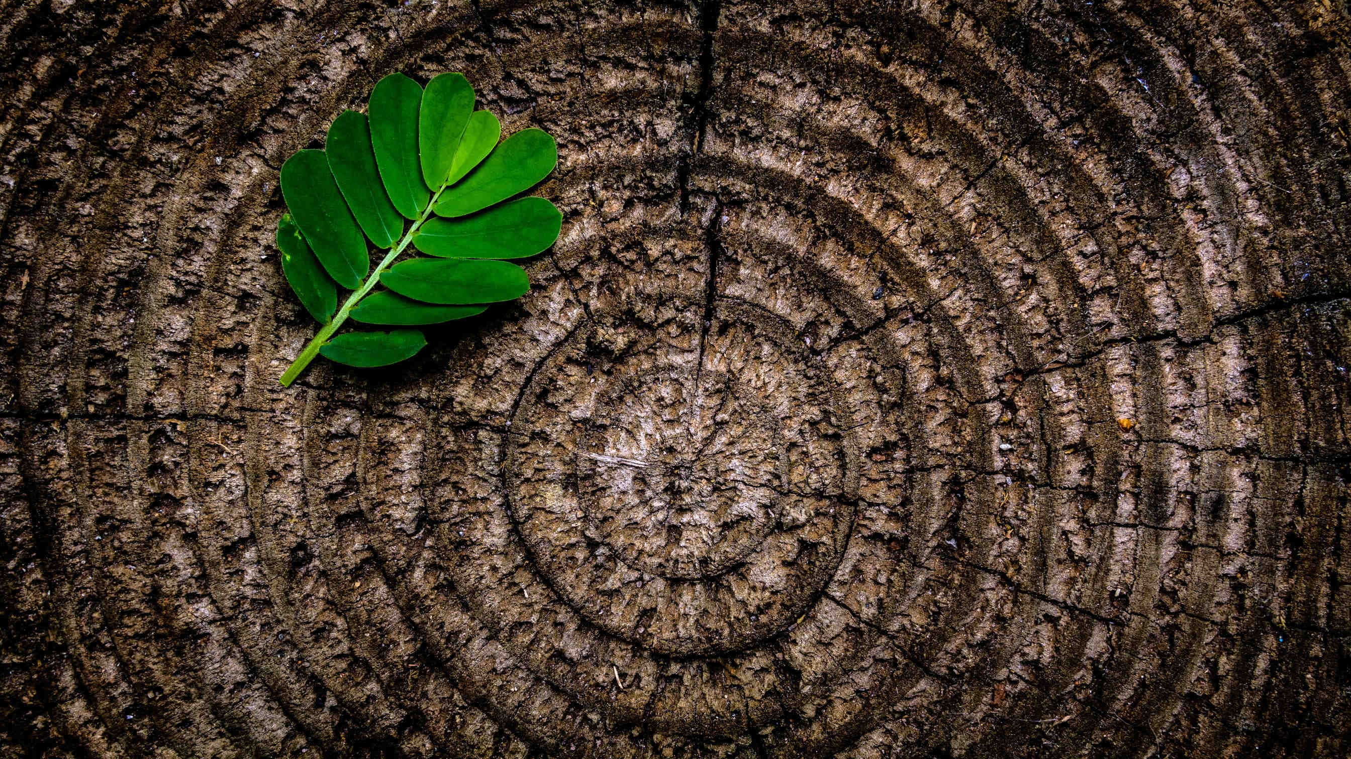 biodiversità