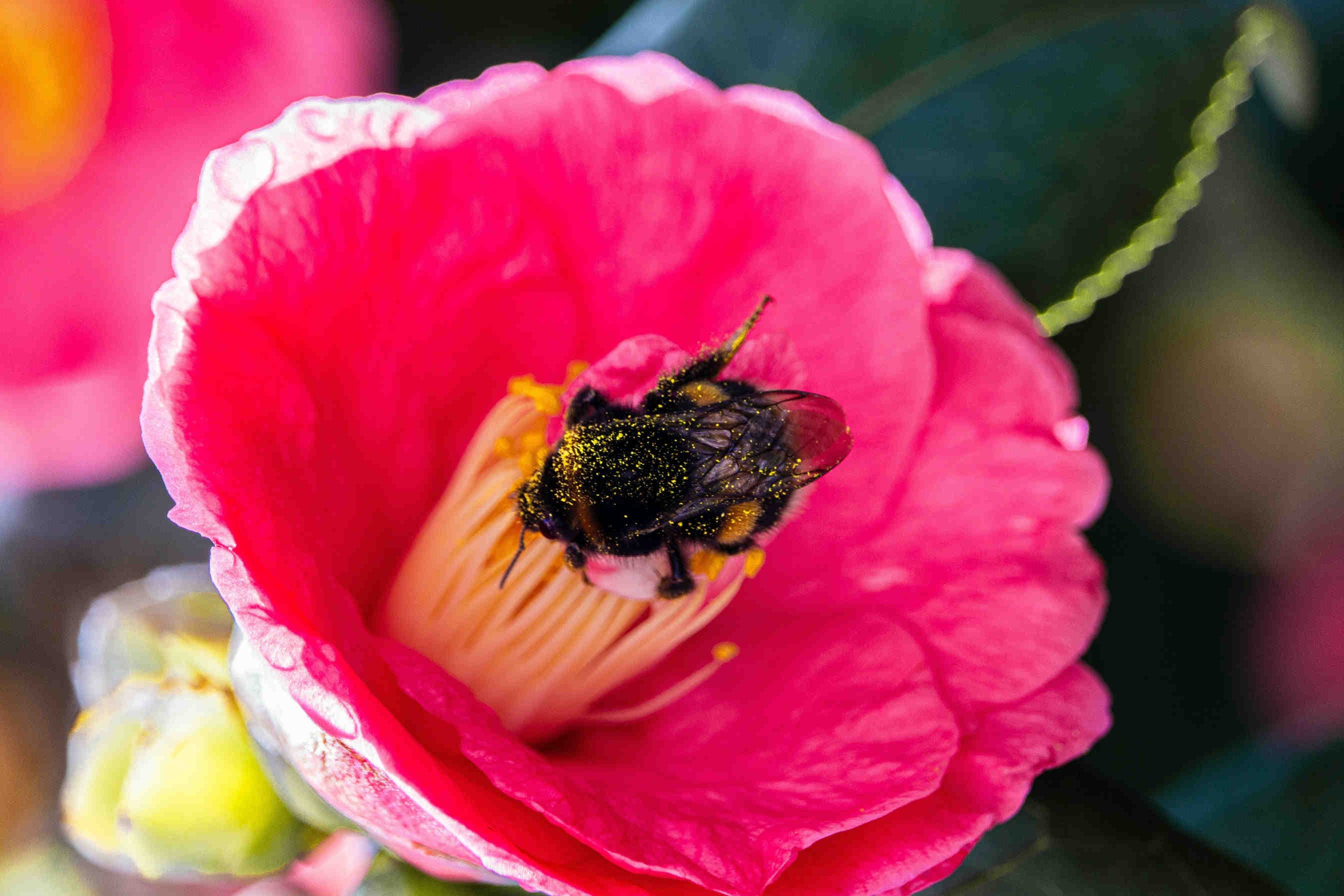 fiore bombo