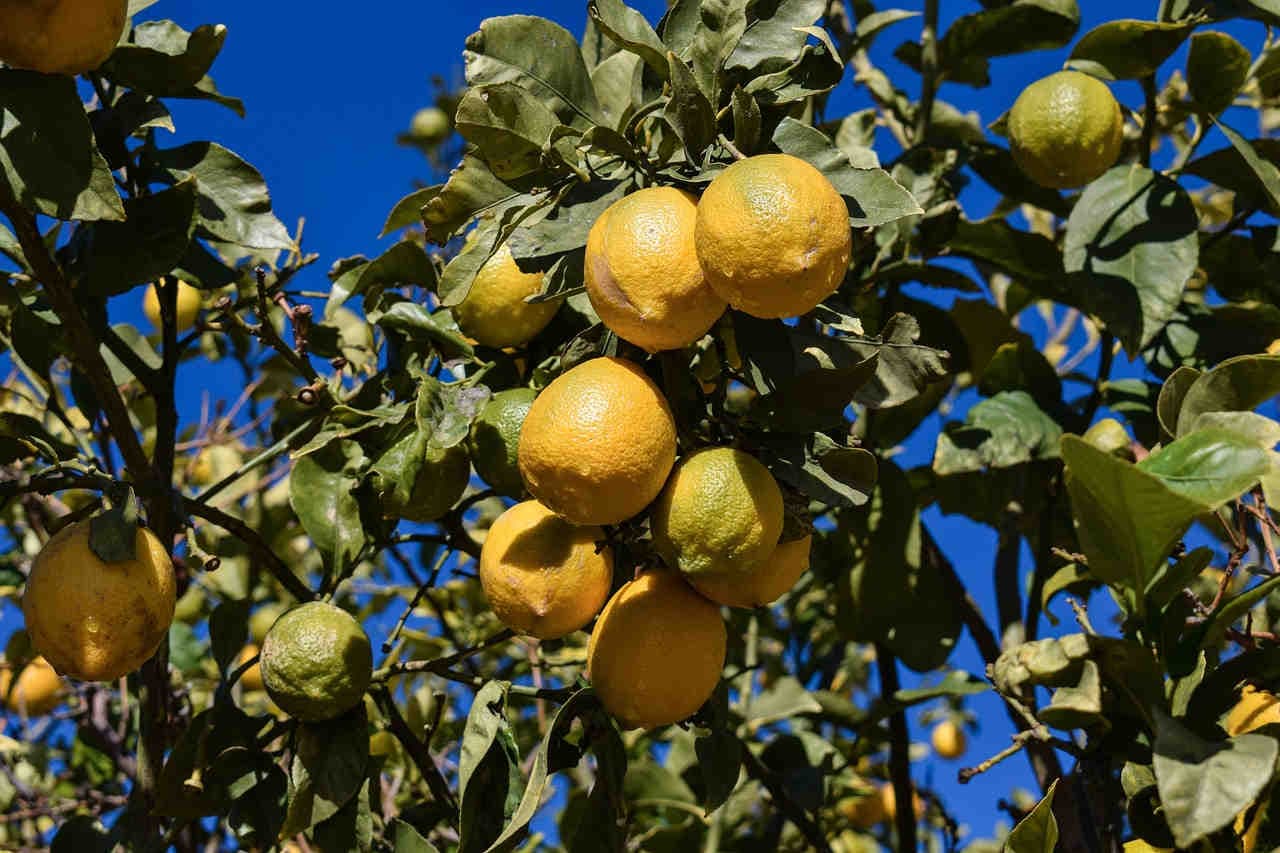 clima caldo per il limone