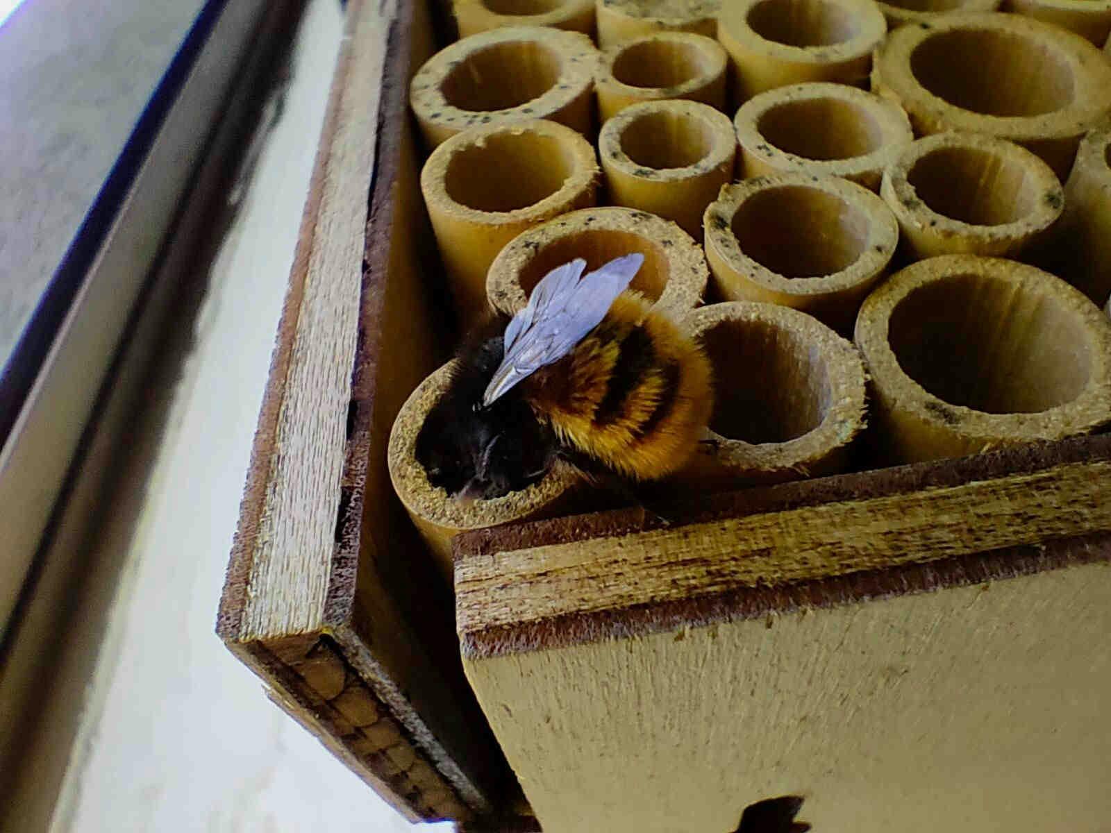 casa per api solitarie