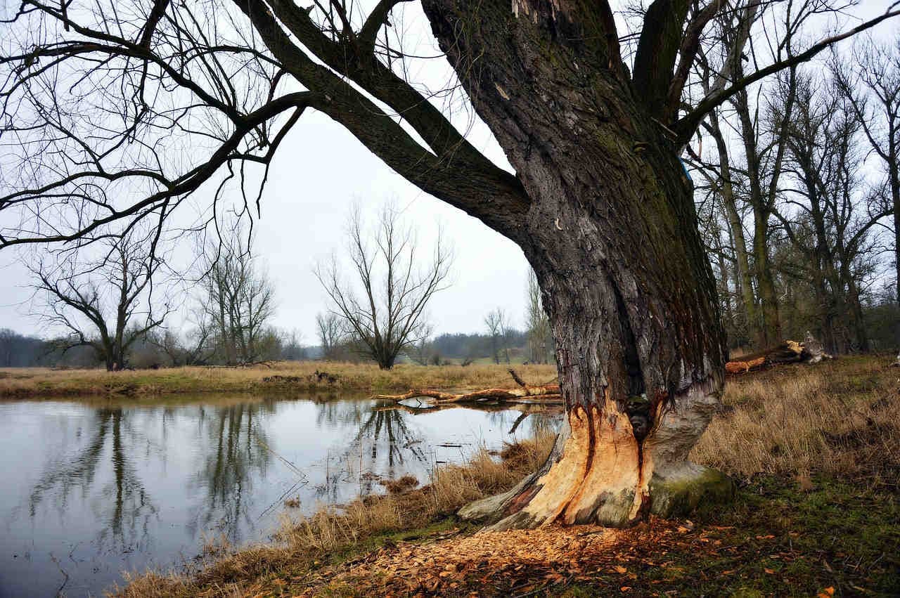 tronc d'arbre grignoté par un castor