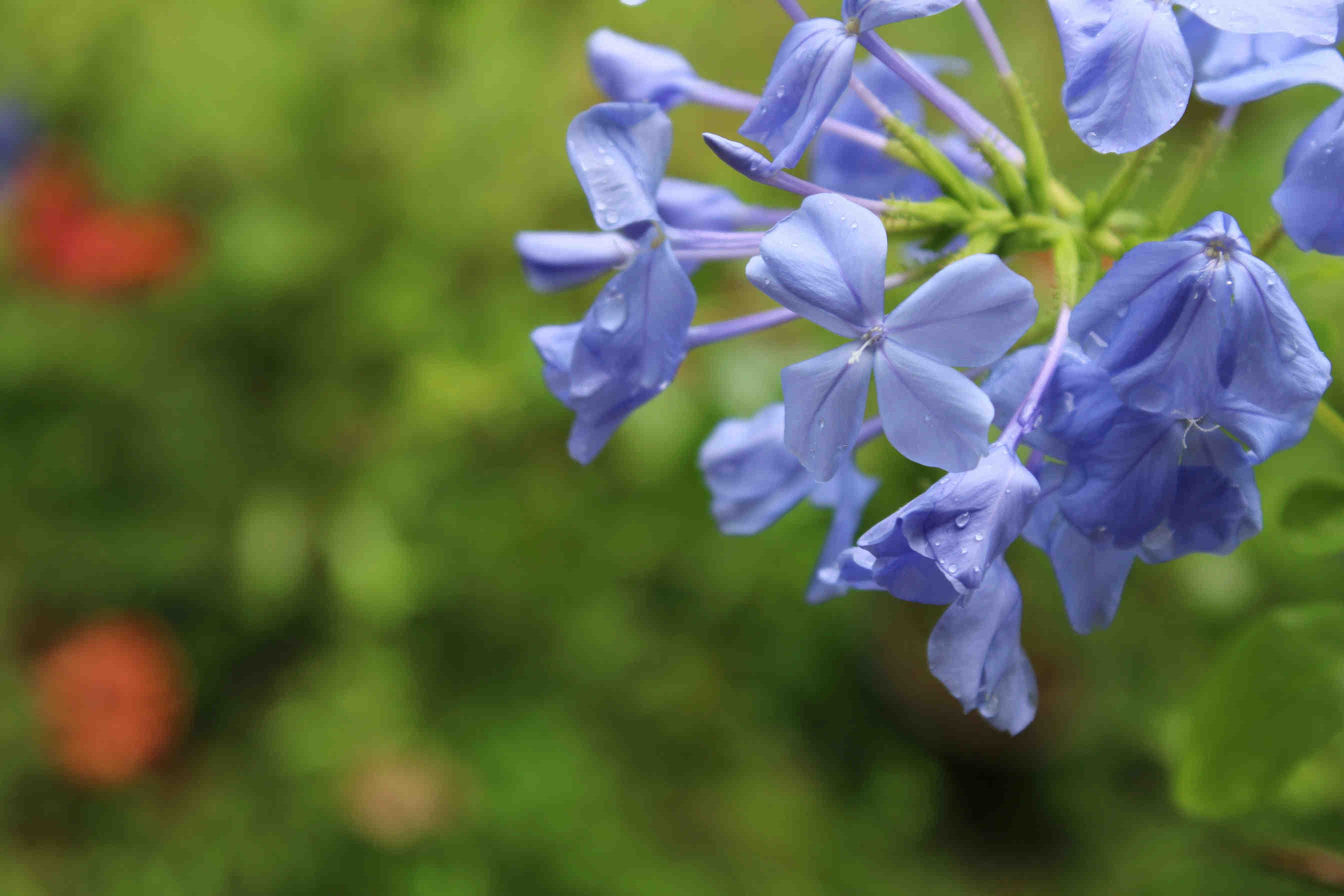 Plumbago: curiosità sul fiore azzurro e biodiversità