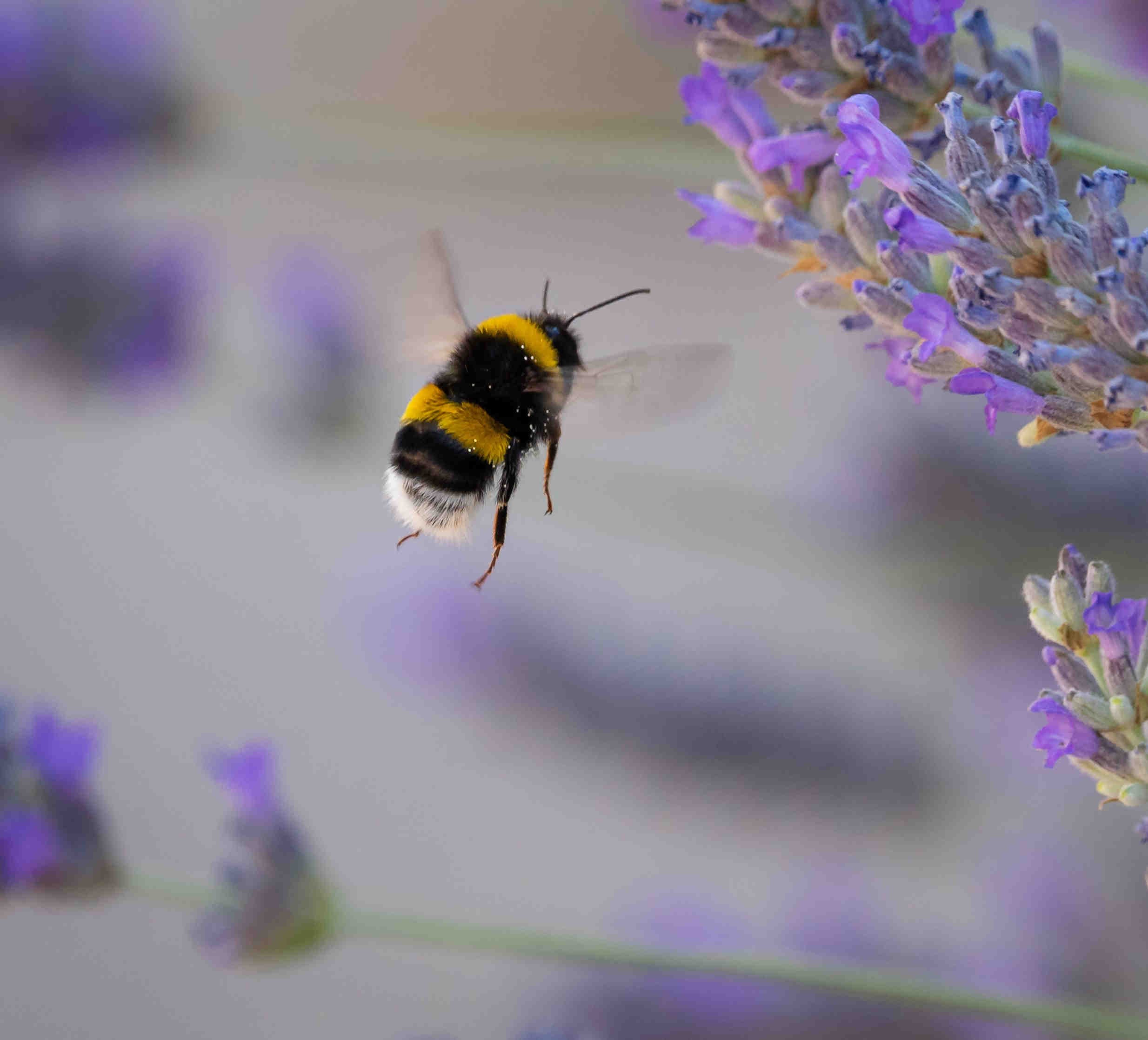 habitat dei bombi