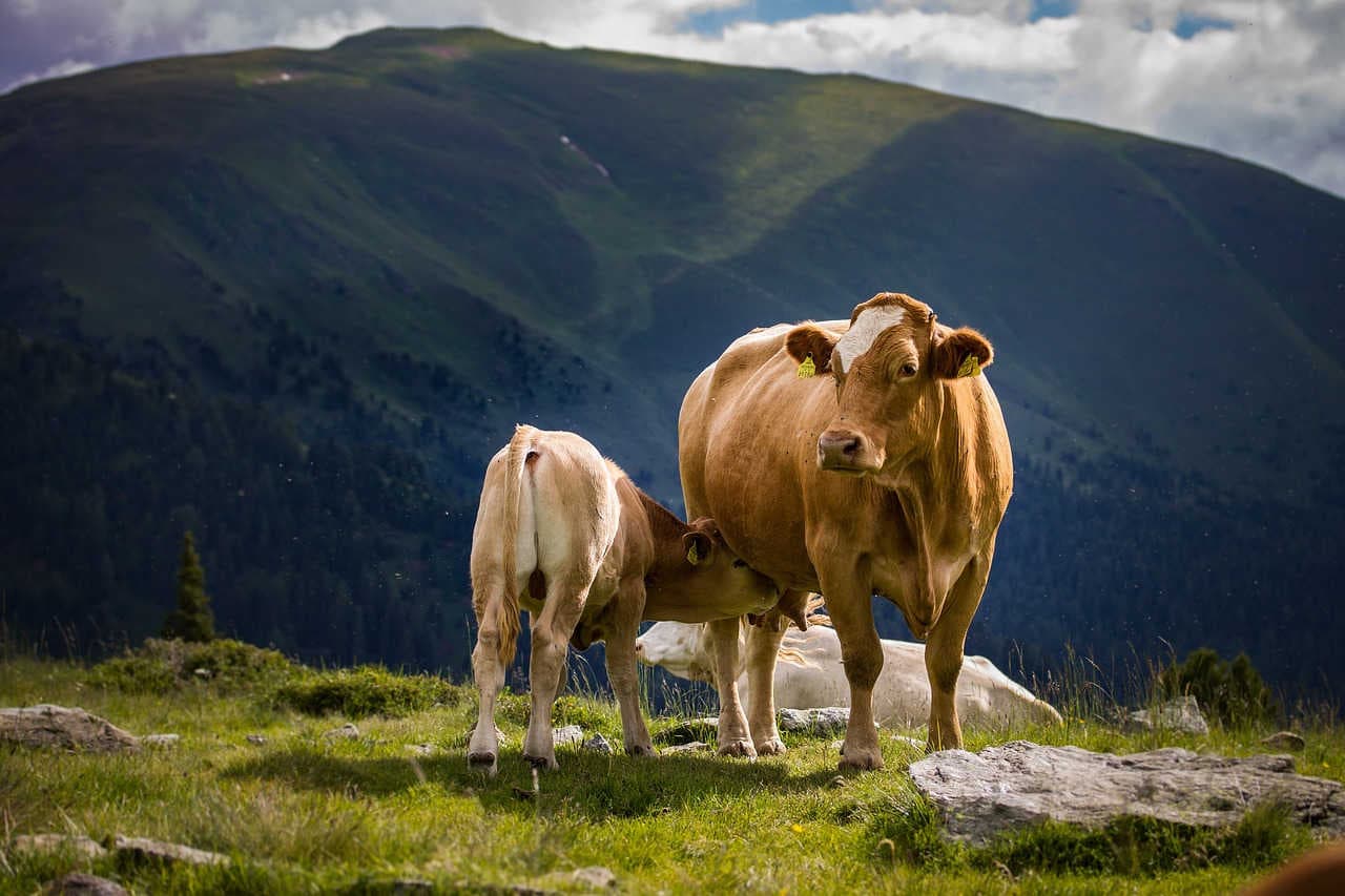 mucche e montagna