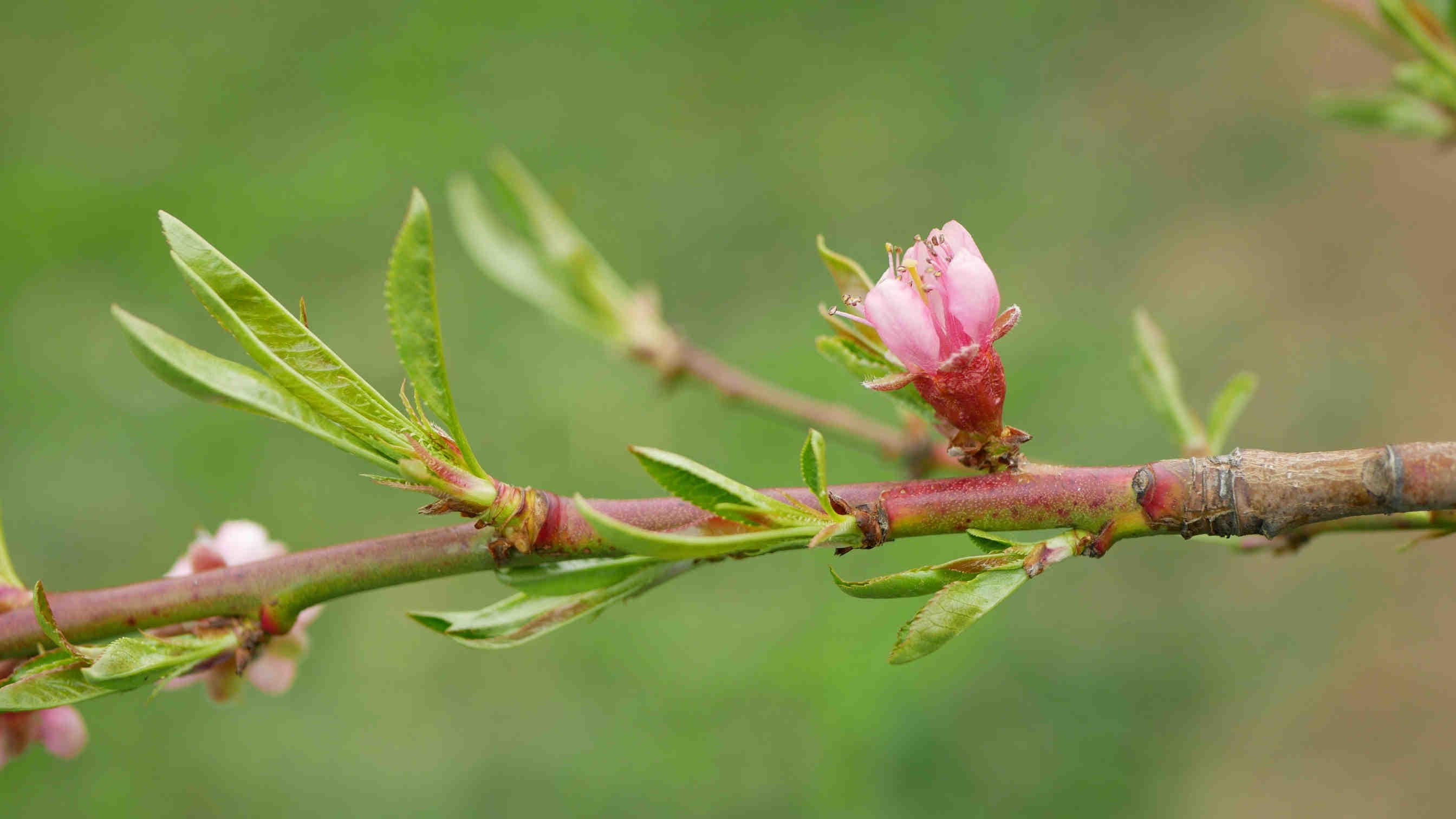 pesco fiore ramo foglie