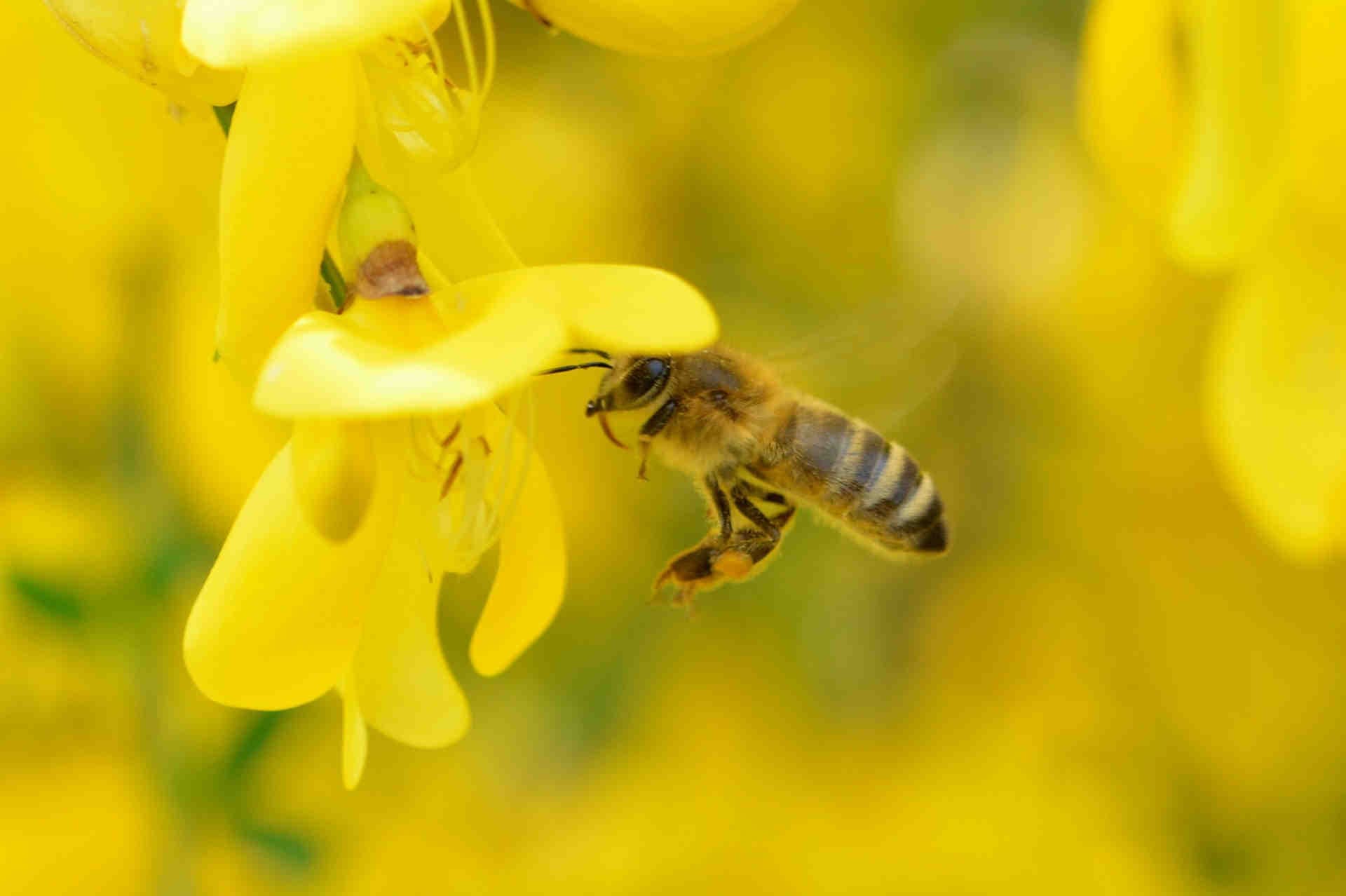 Adopte su abeja reina y su colmena