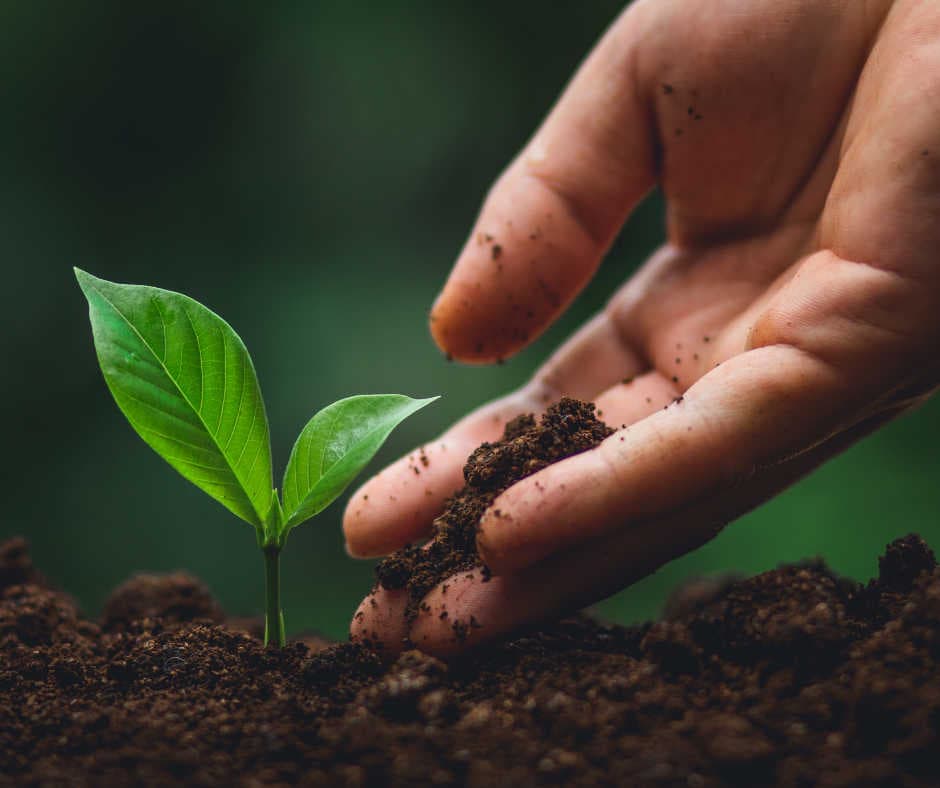 Sostieni la Piantumazione di Alberi