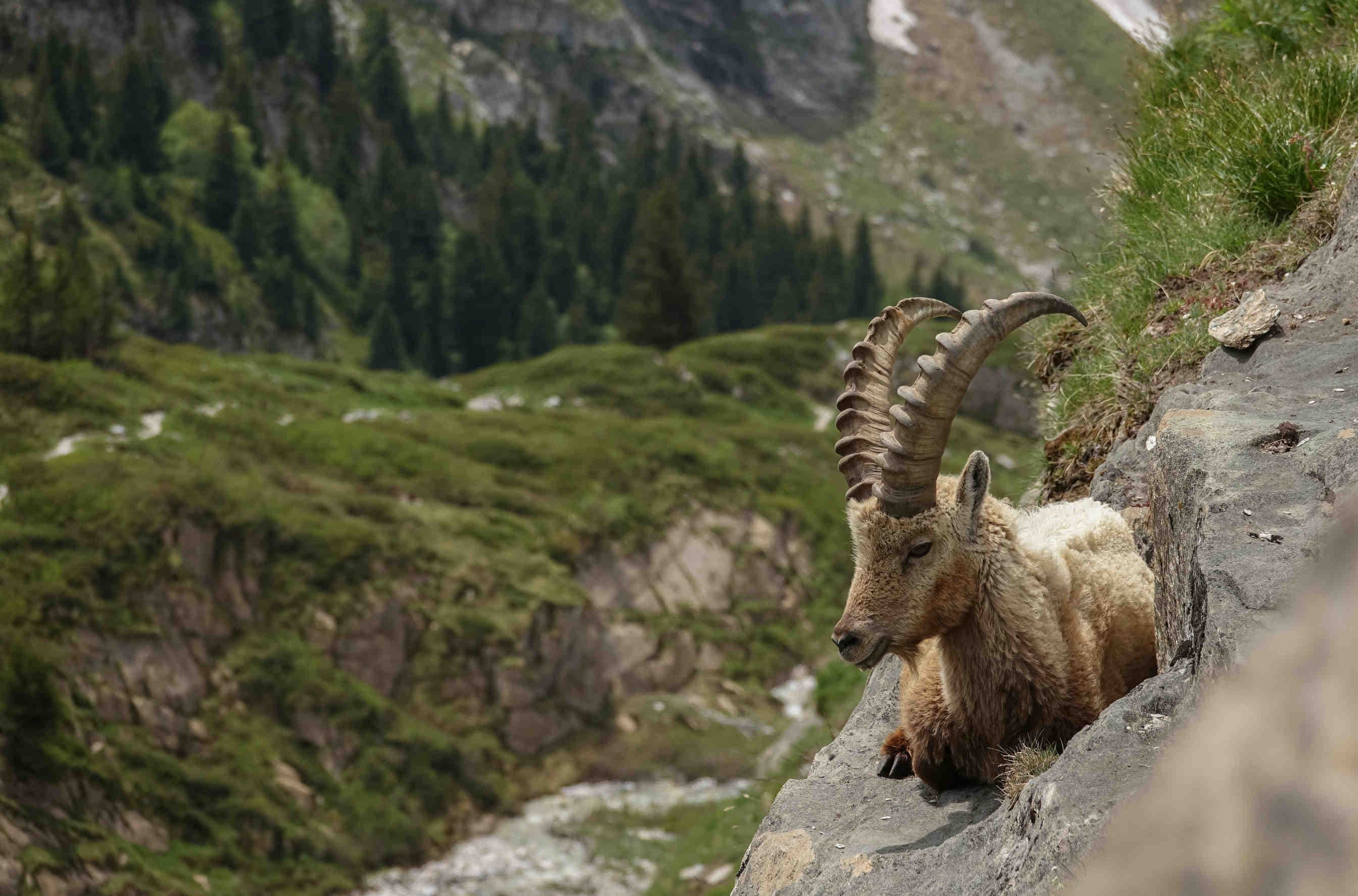 Un bouc assis dans la montagne