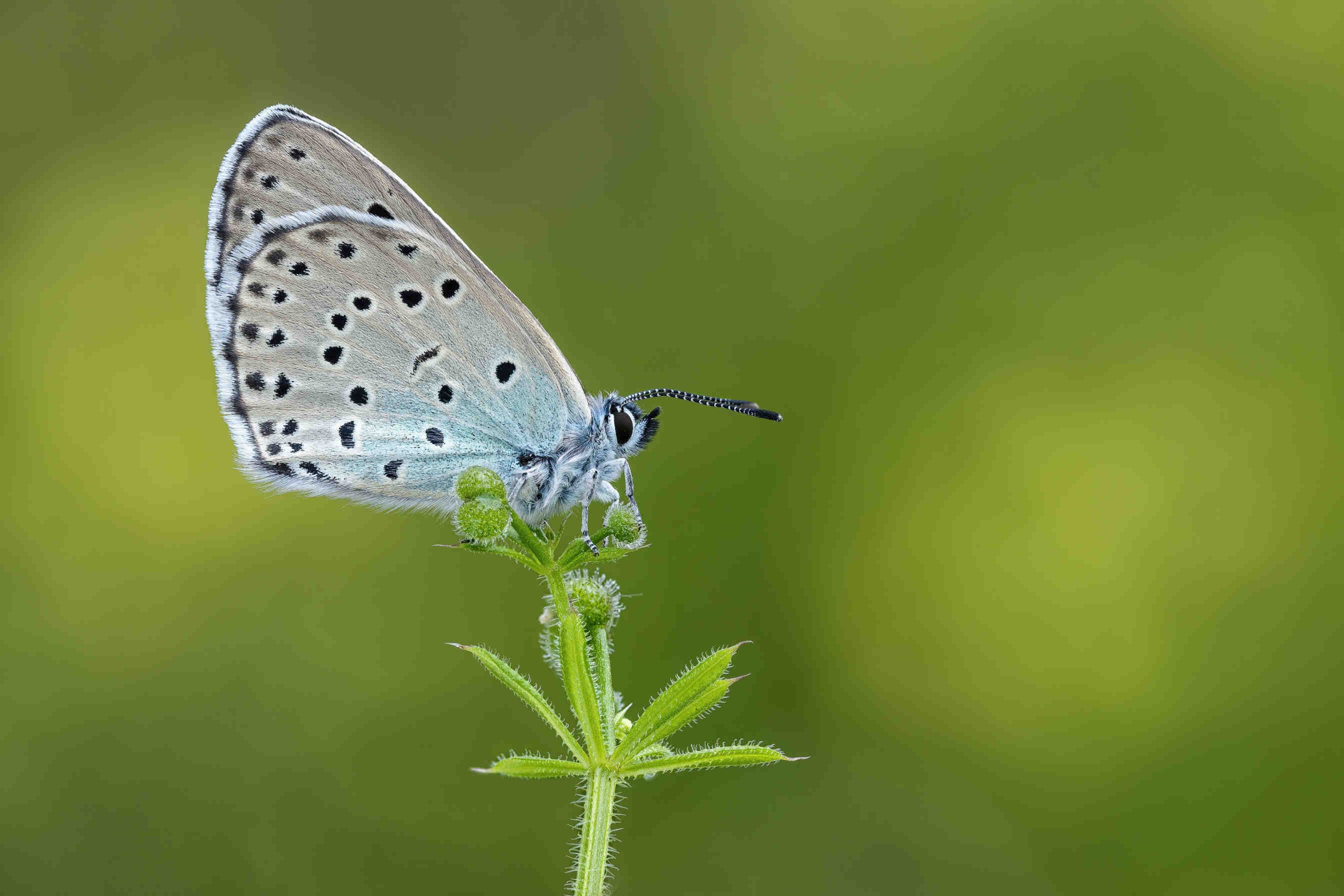 Maculinea