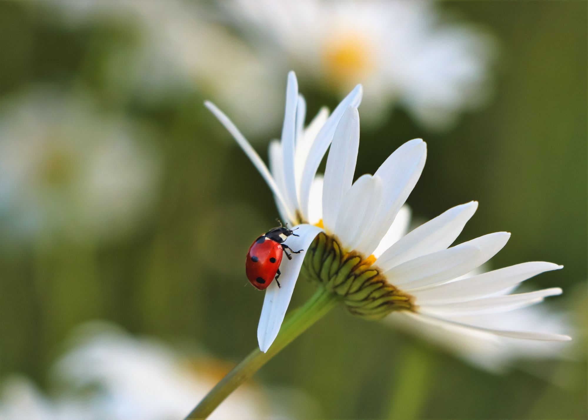 Marienkäfer Biologische Vielfalt 3Bee
