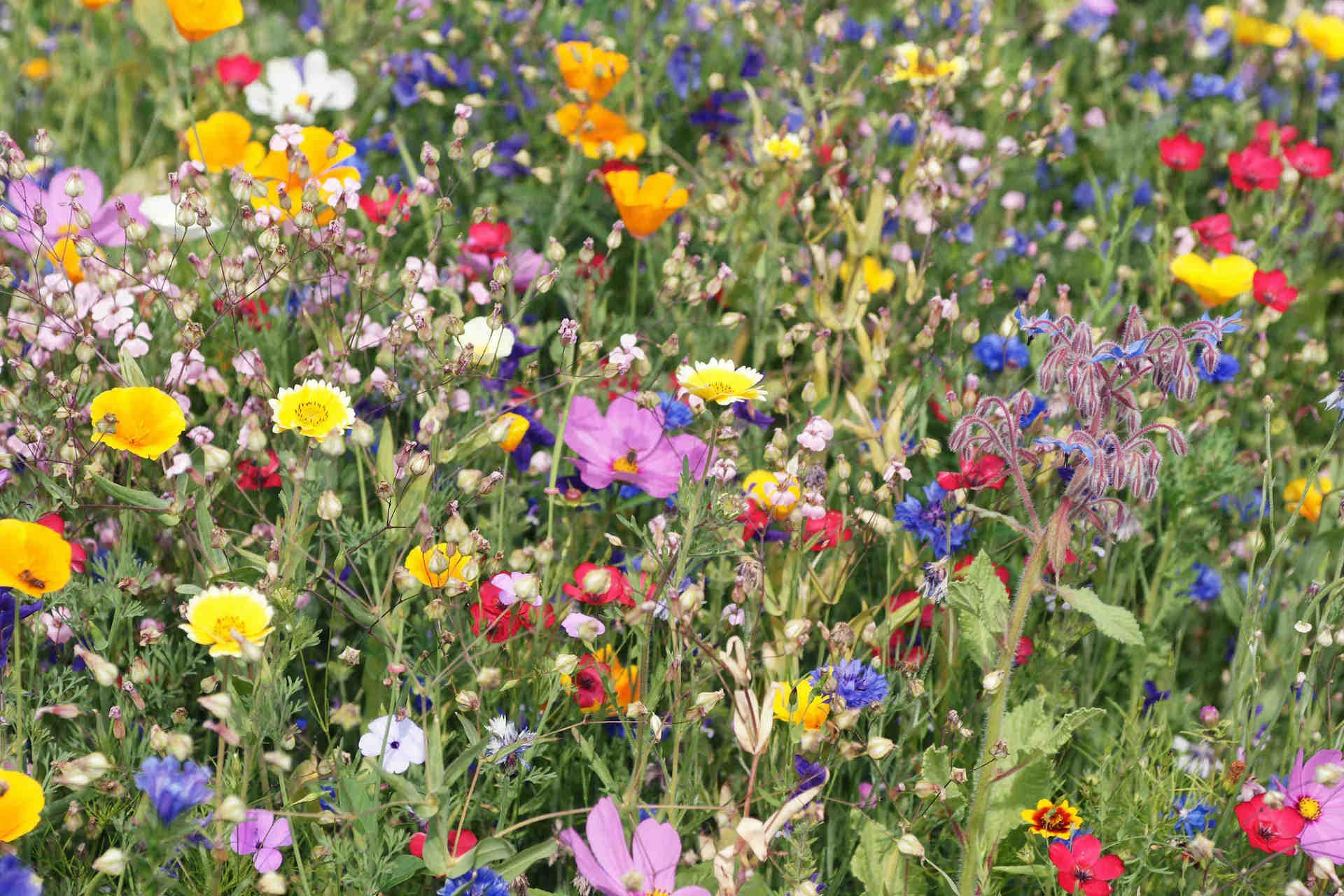 Biodiversité pour une planète plus saine