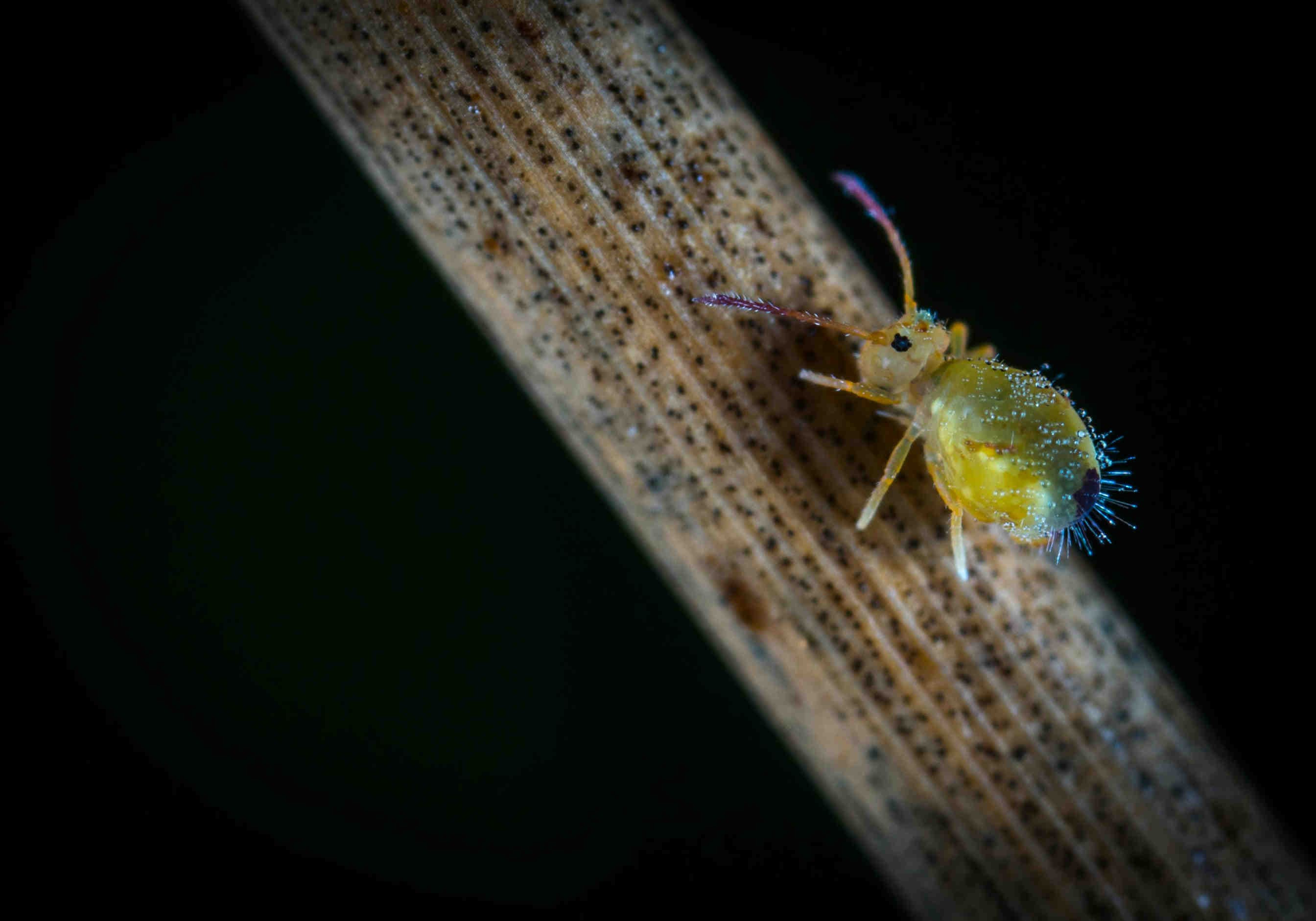 Biodiversità del suolo: perché è importante?