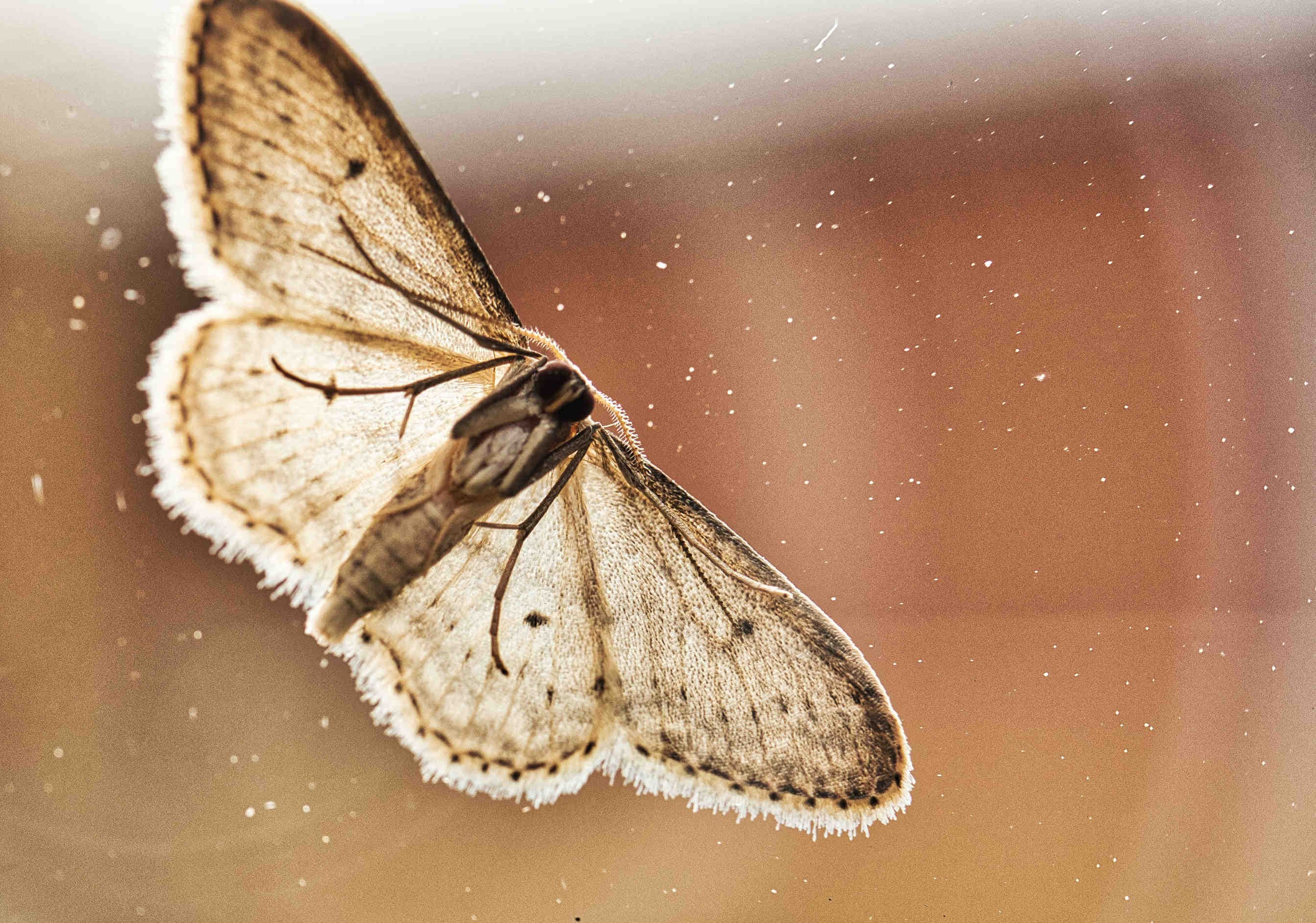 Biston betularia