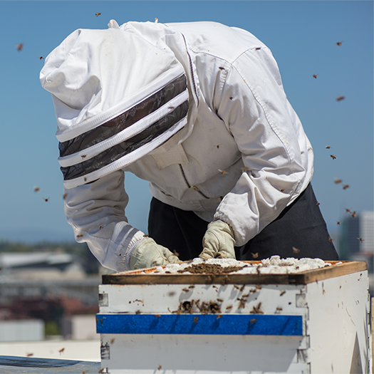 città apicoltura urbana